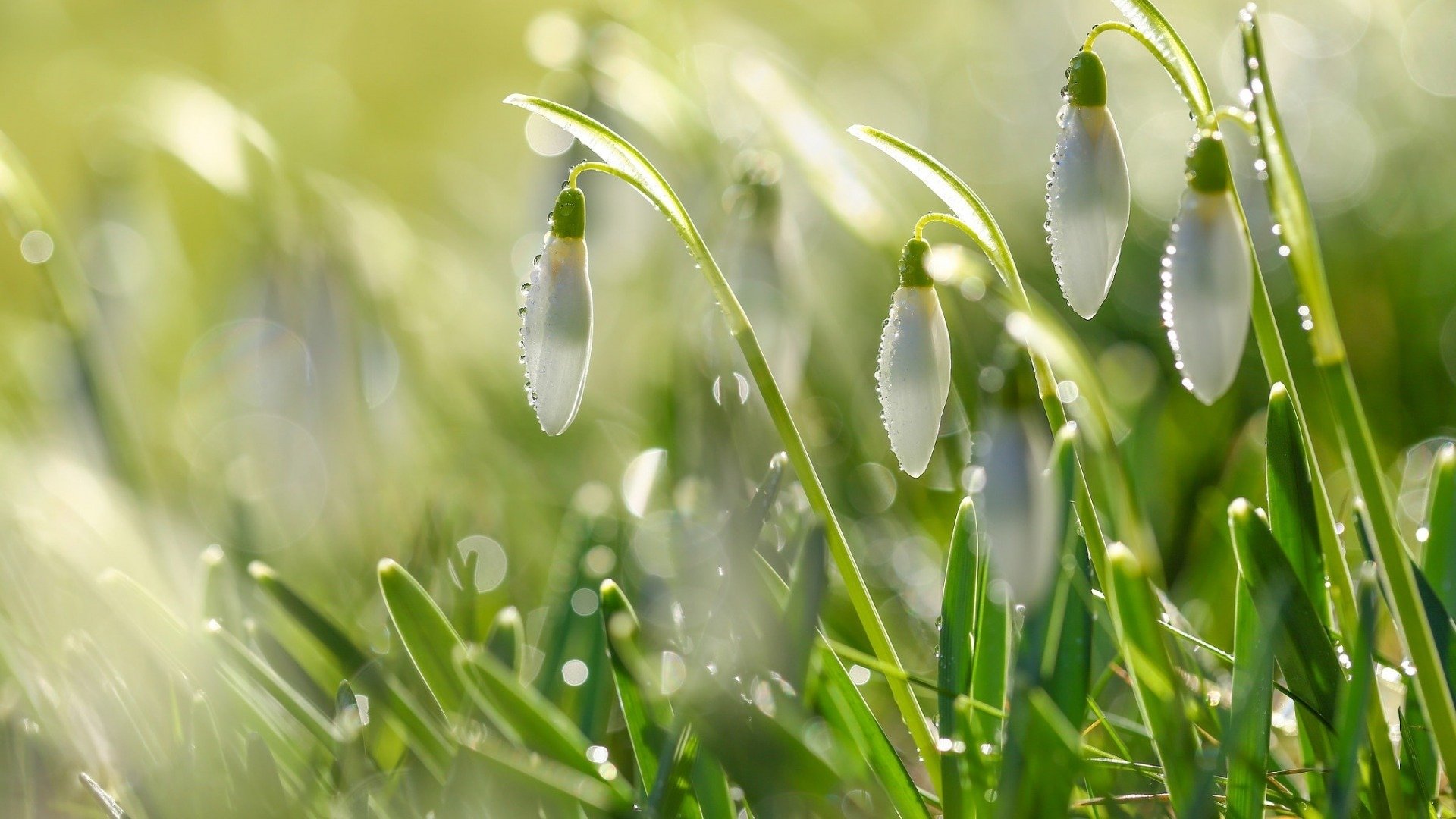 舒缓压力,清新雪滴花唯美