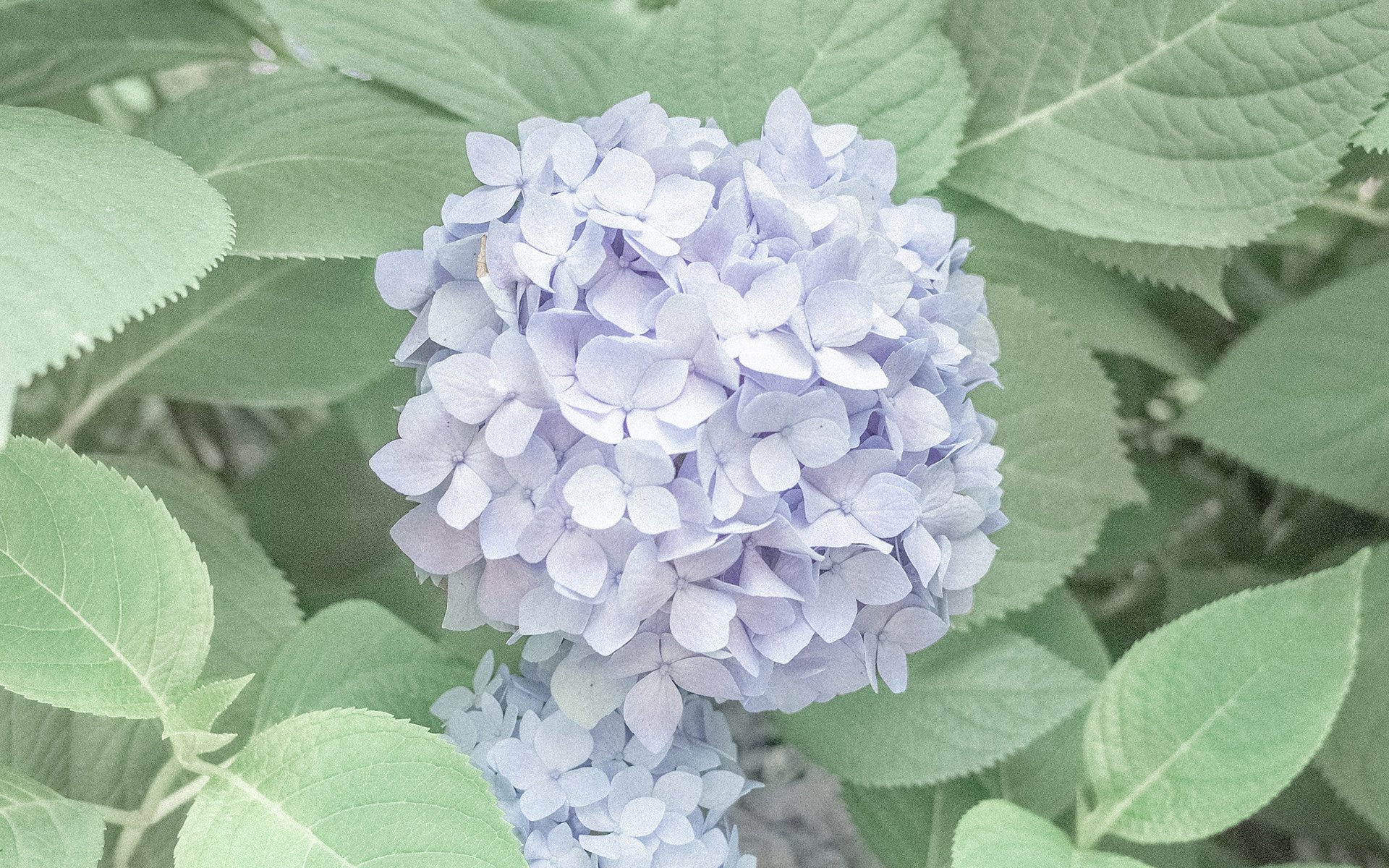 舒缓压力,紫色绣球花