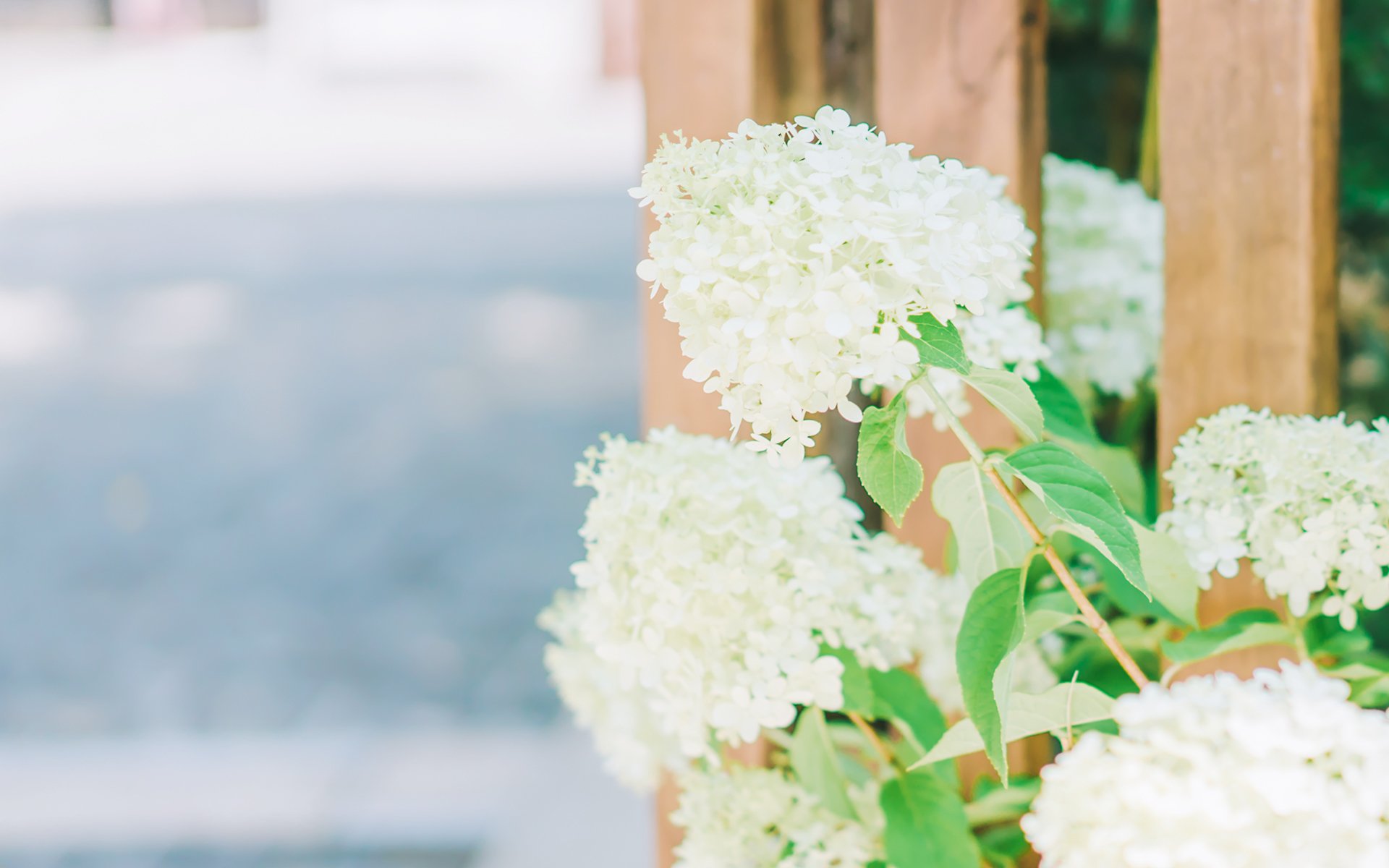 舒缓压力,夏日里的小花