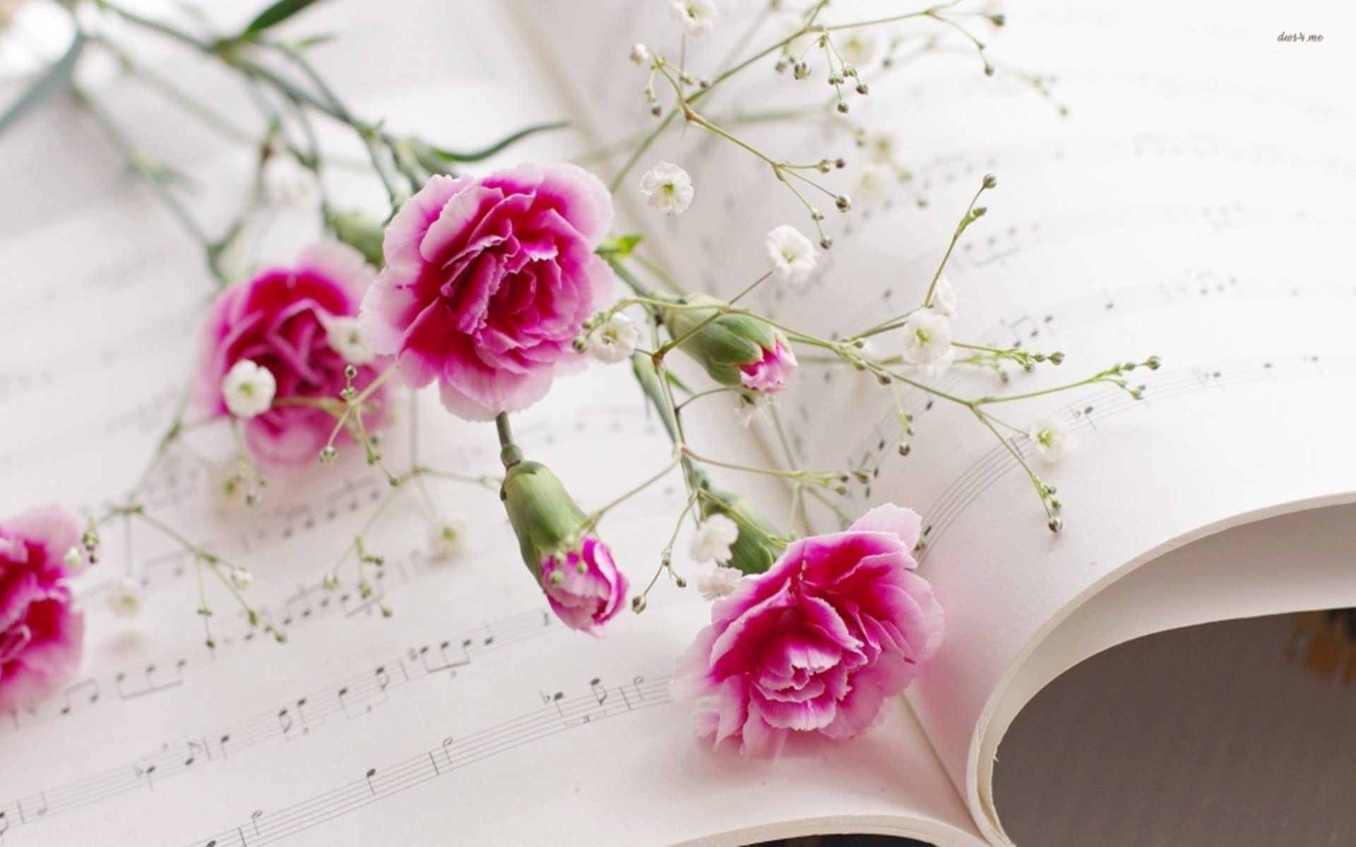 舒缓压力,红色康乃馨