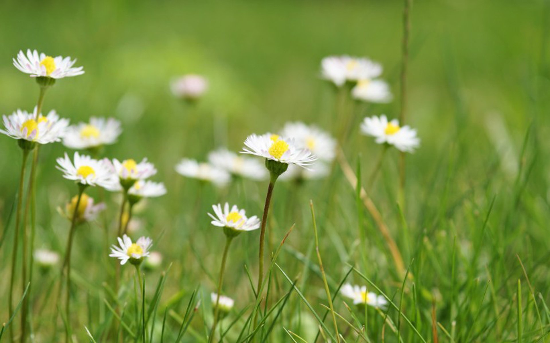 舒缓压力,日系小清新养眼植物,小雏菊