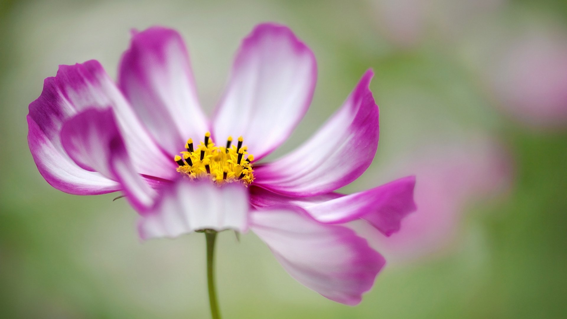 舒缓压力,红色的小花