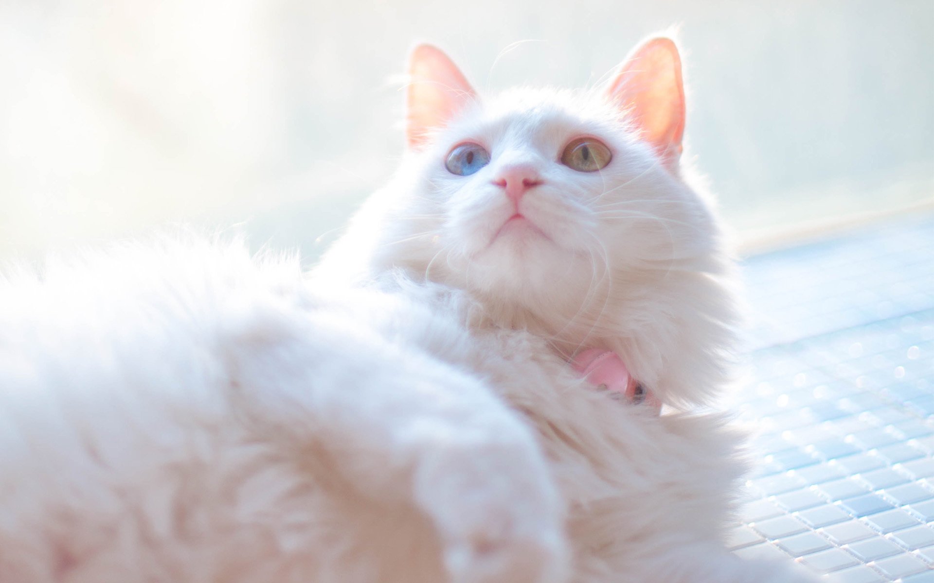 喵星人,可爱白色小奶猫