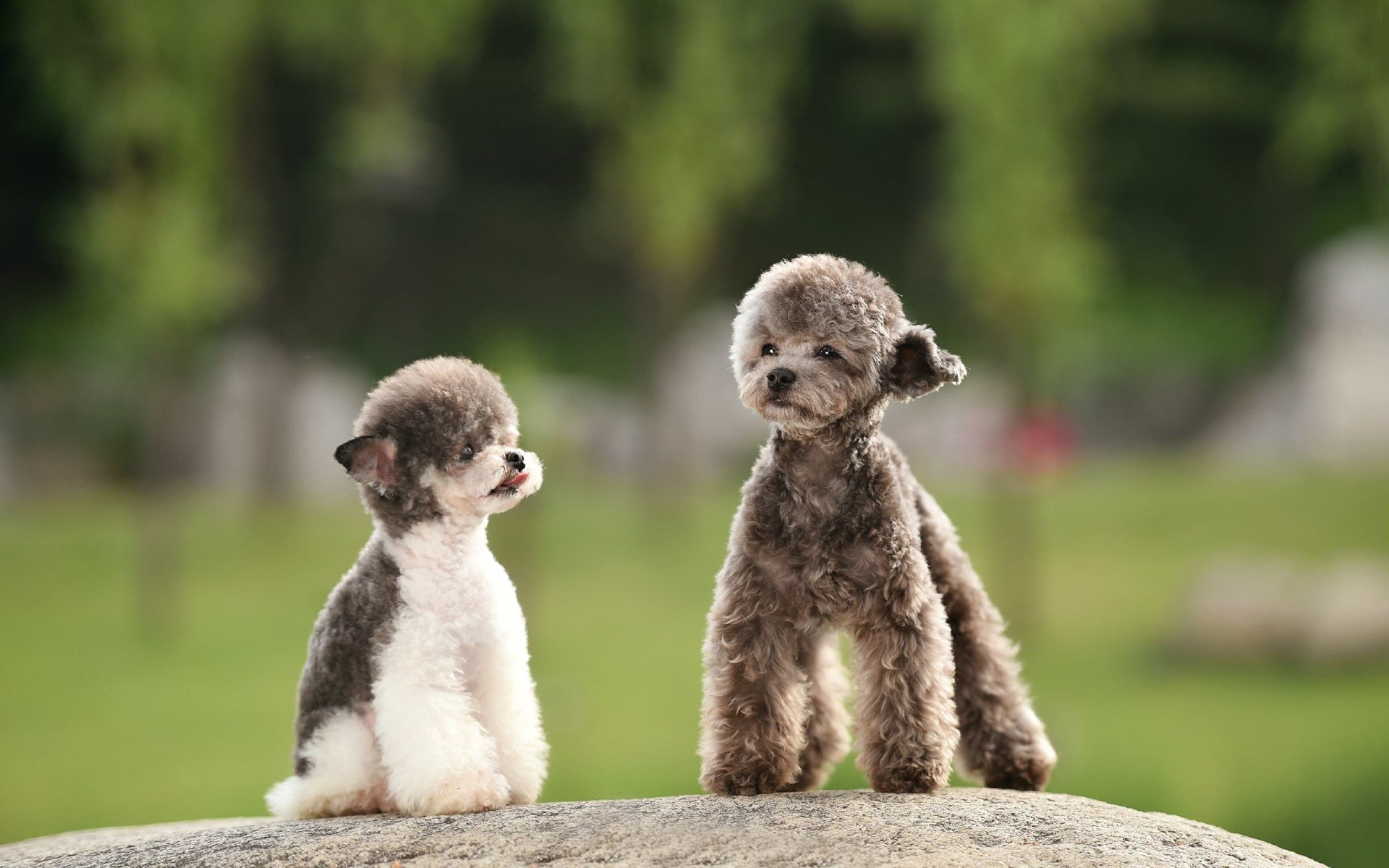 汪星人,萌宠小狗狗