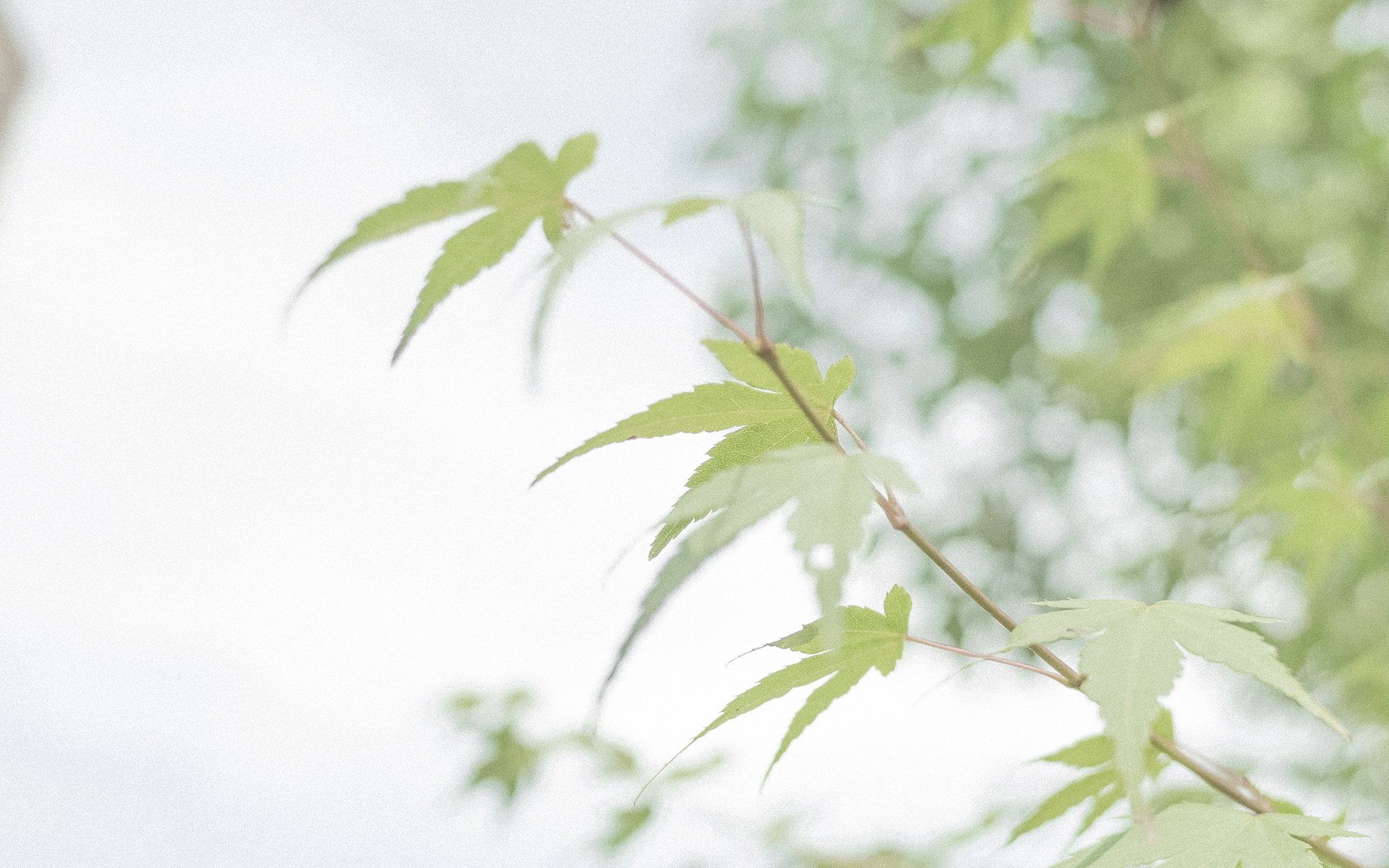 护眼壁纸,植物,绿色树叶