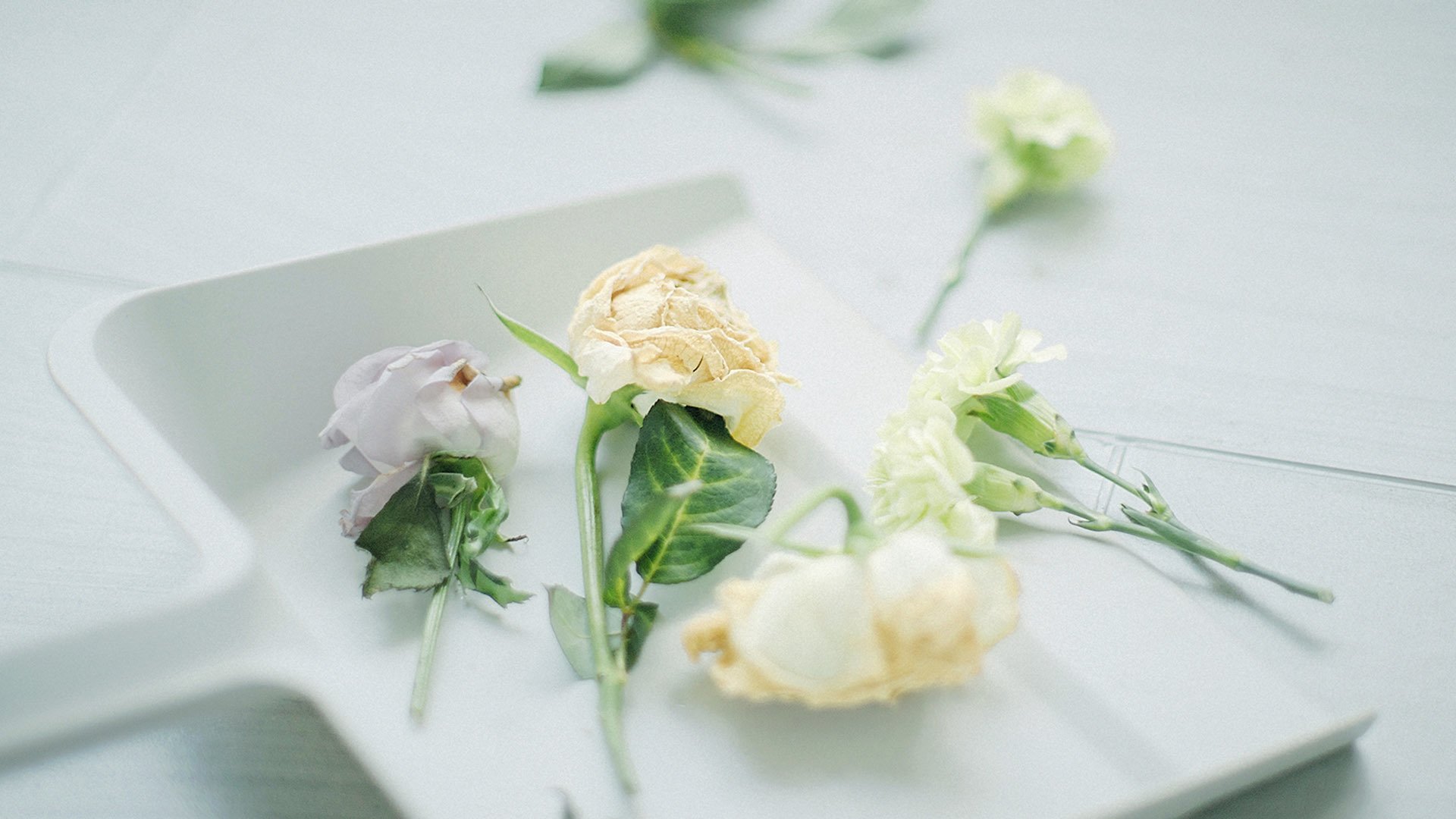 静物写真,安静的康乃馨