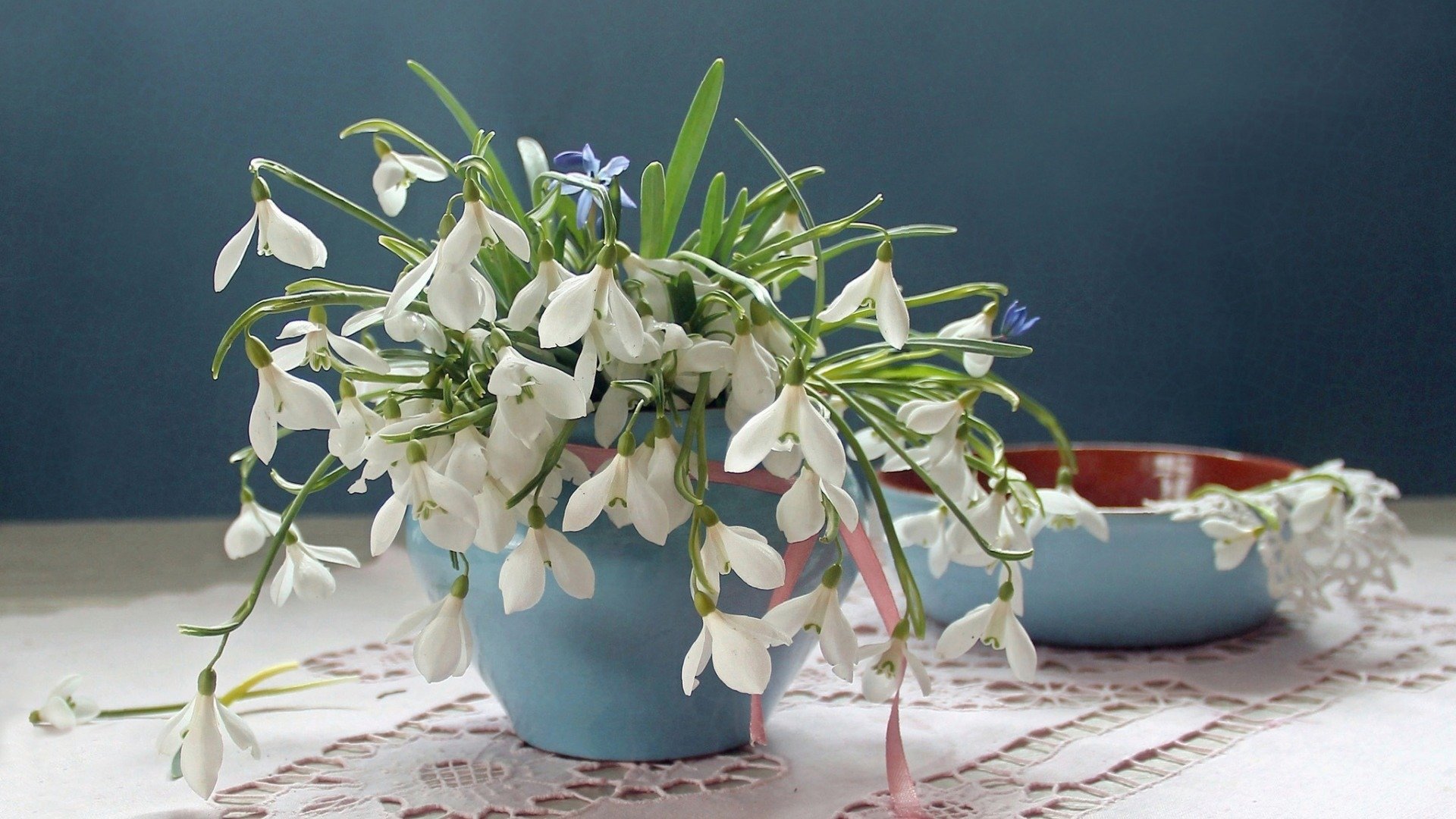 静物写真,清新的雪滴花