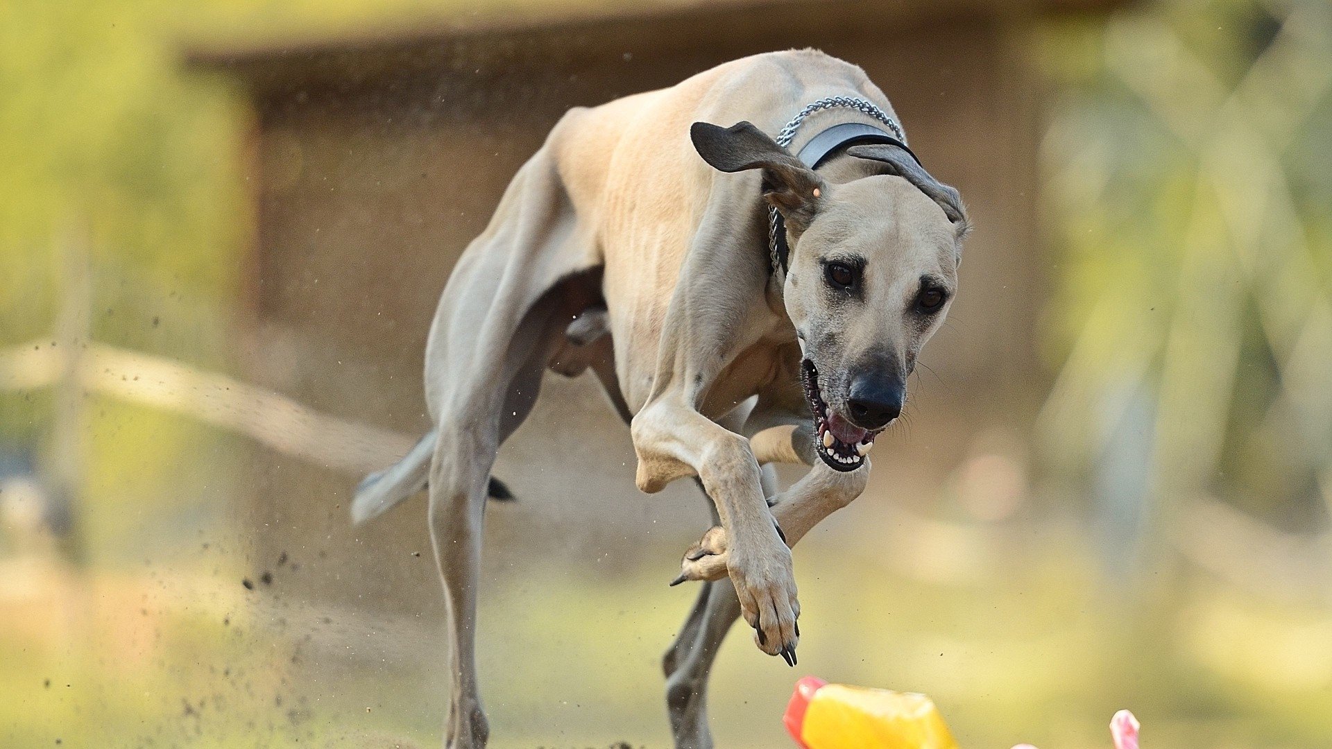 汪星人,惠比特犬