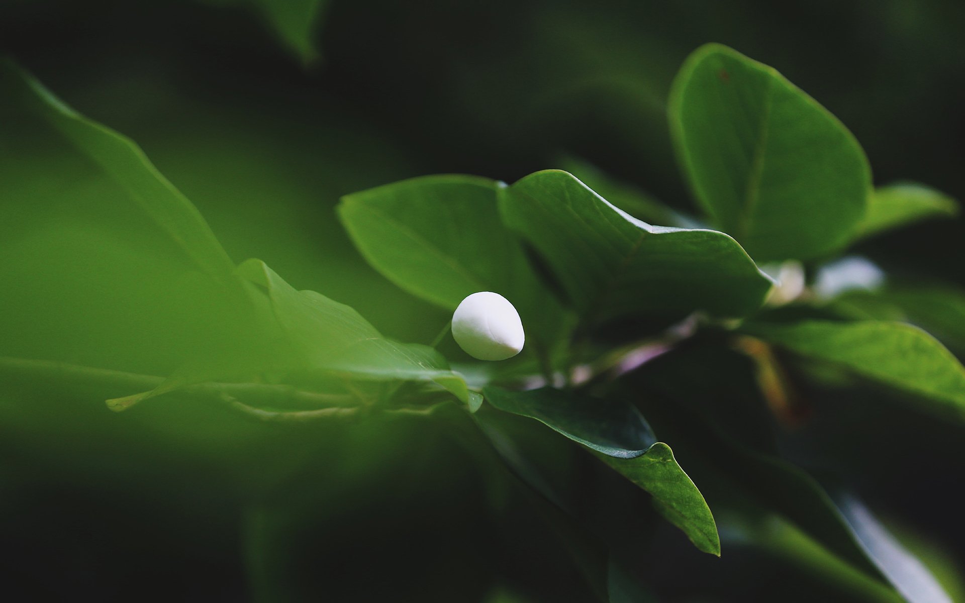 舒缓压力,红心百花