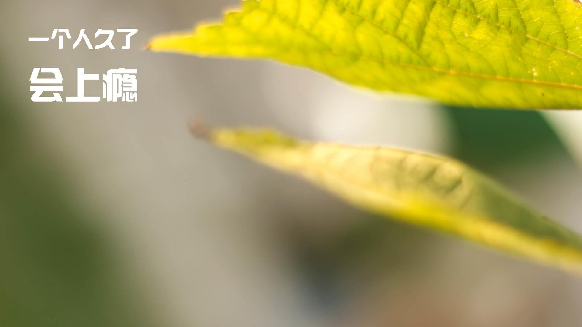 文字控,单身的生活