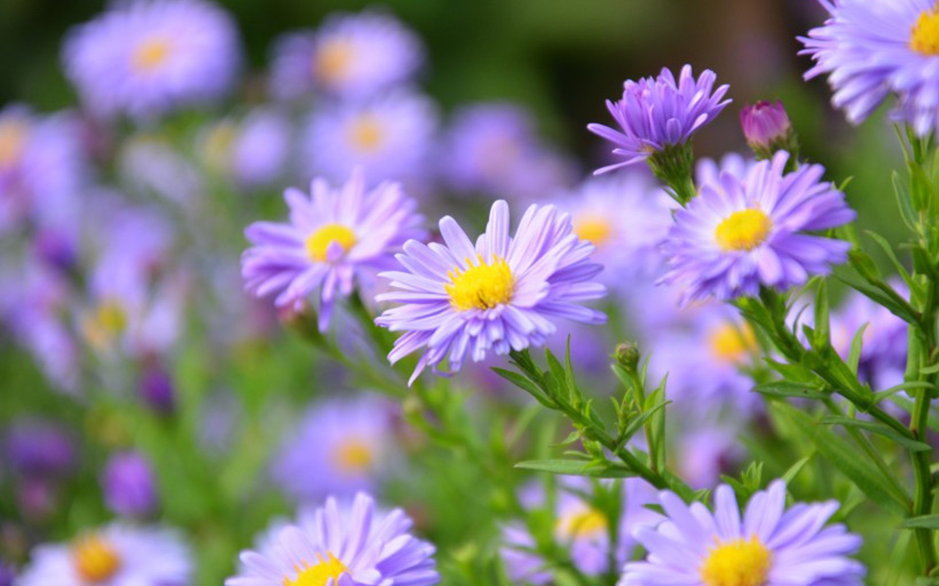 舒缓压力,日系小清新养眼植物