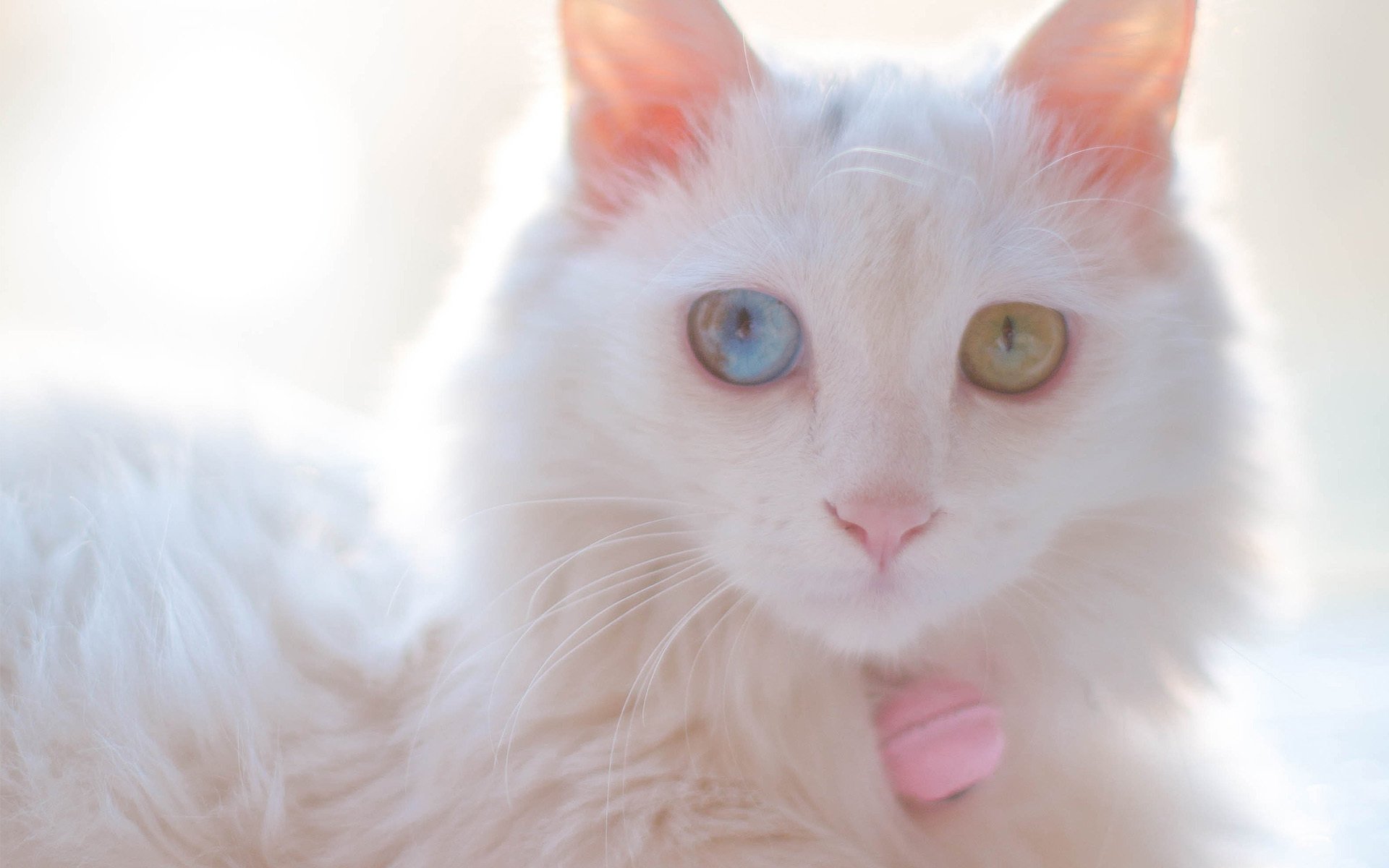 喵星人,可爱白色小奶猫