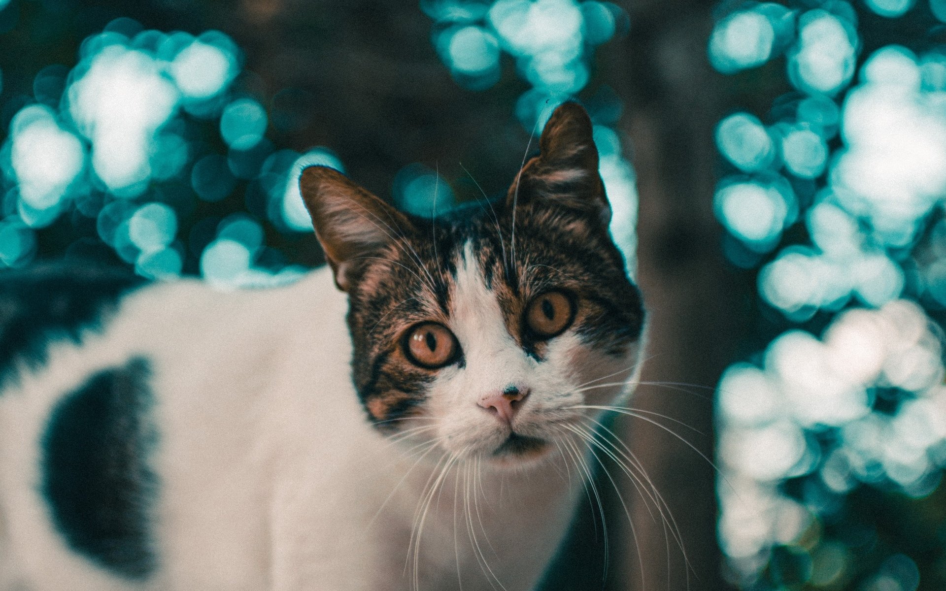 喵星人,可爱软萌小猫咪