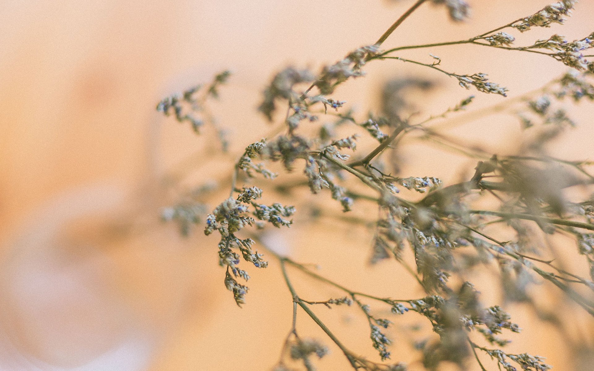 静物写真,干花,唯美,安静
