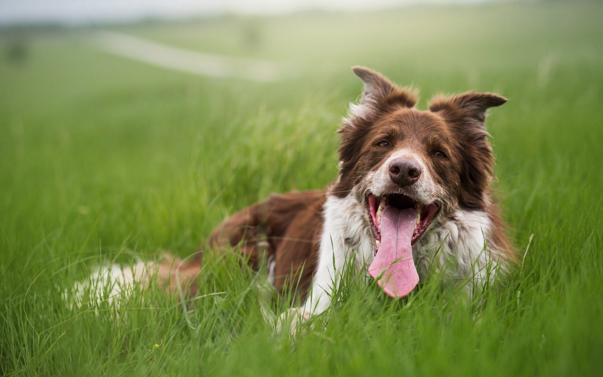 汪星人,可爱萌宠小狗