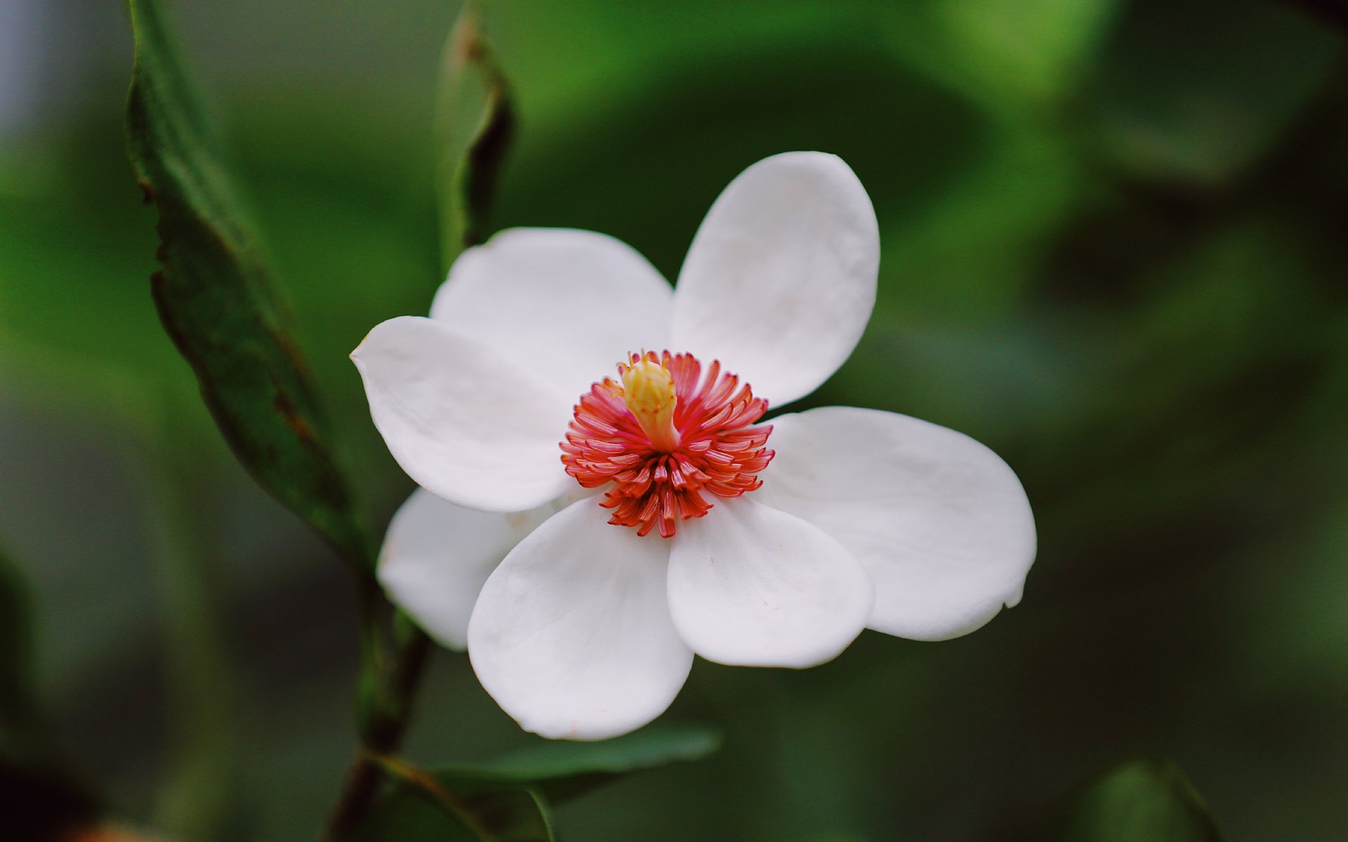 舒缓压力,红心百花