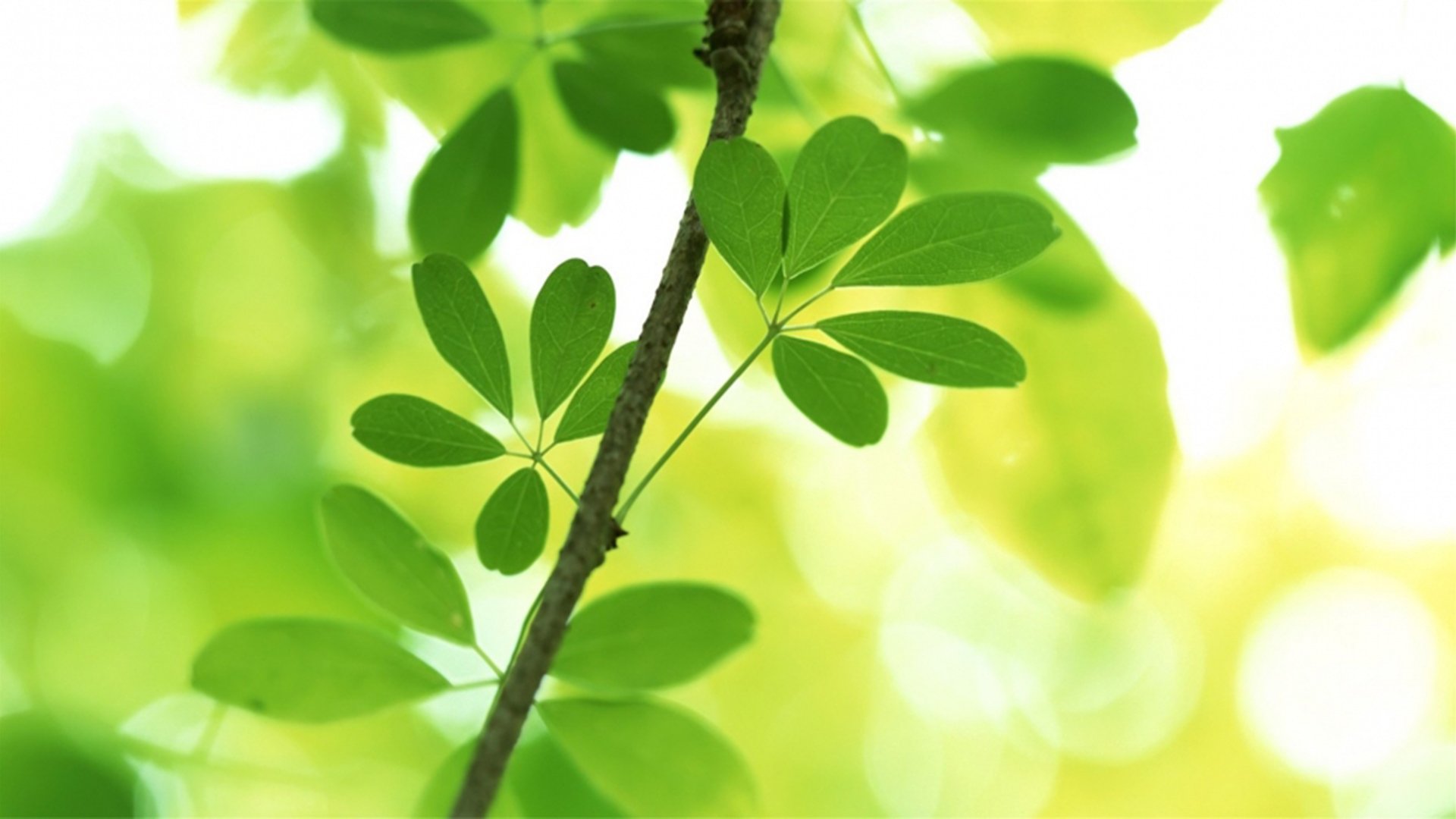 护眼壁纸,植物,绿色树叶