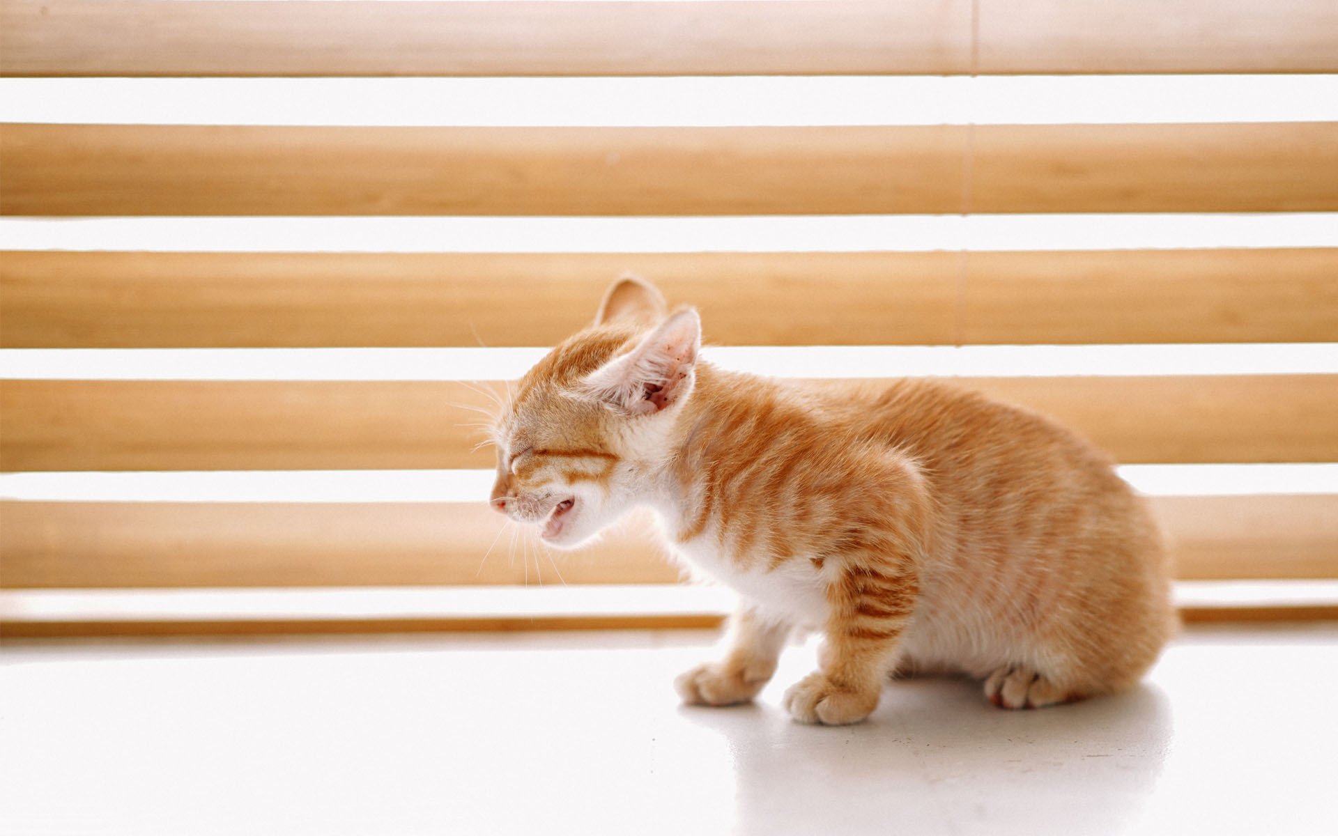 喵星人,可爱软萌小猫咪