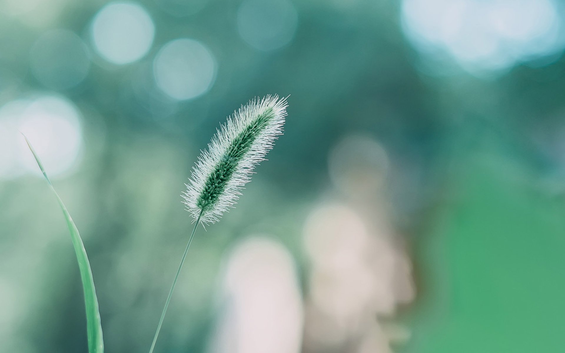 护眼壁纸,植物,绿色,狗尾巴草