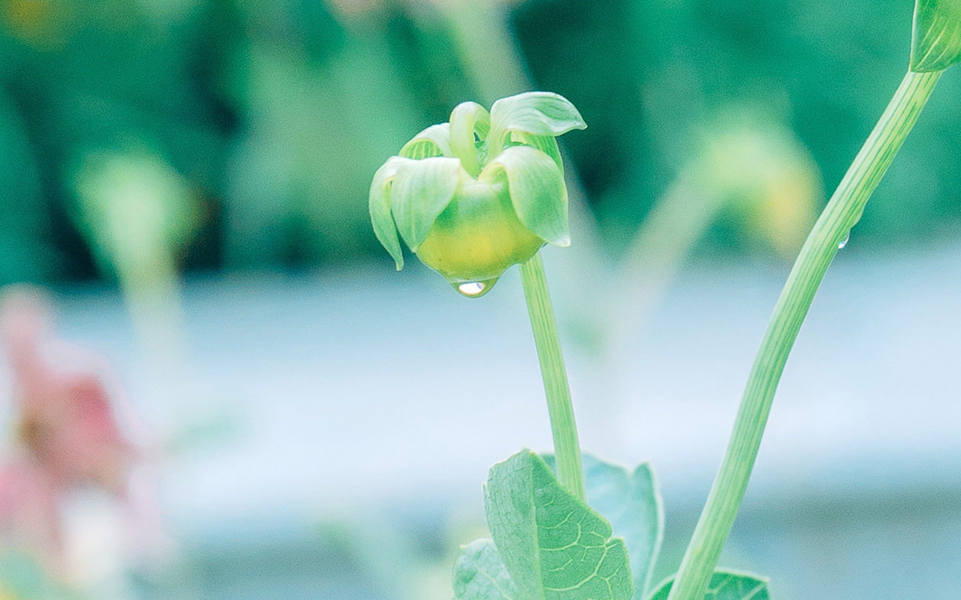 护眼壁纸,植物,绿色树叶