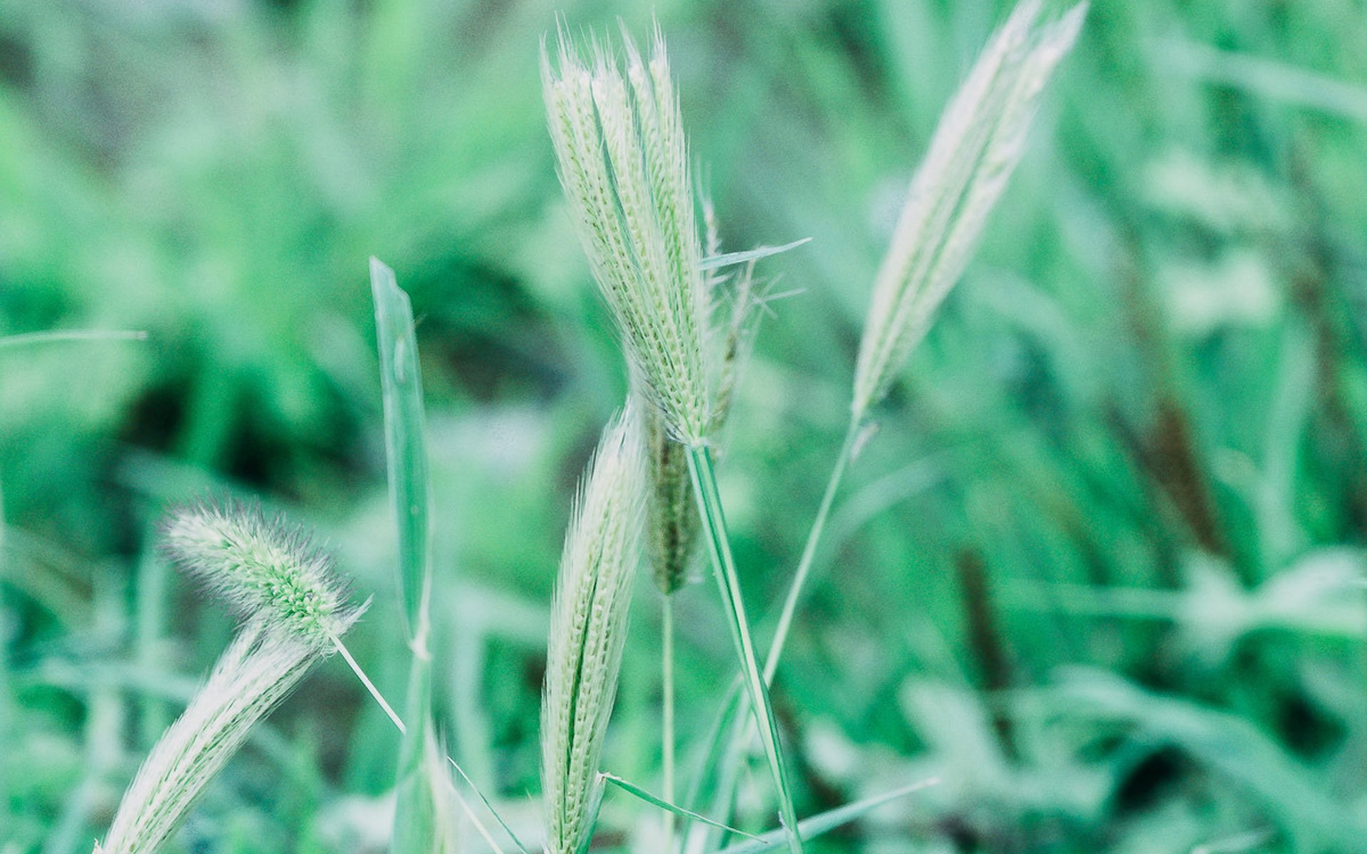 护眼壁纸,植物,绿色树叶