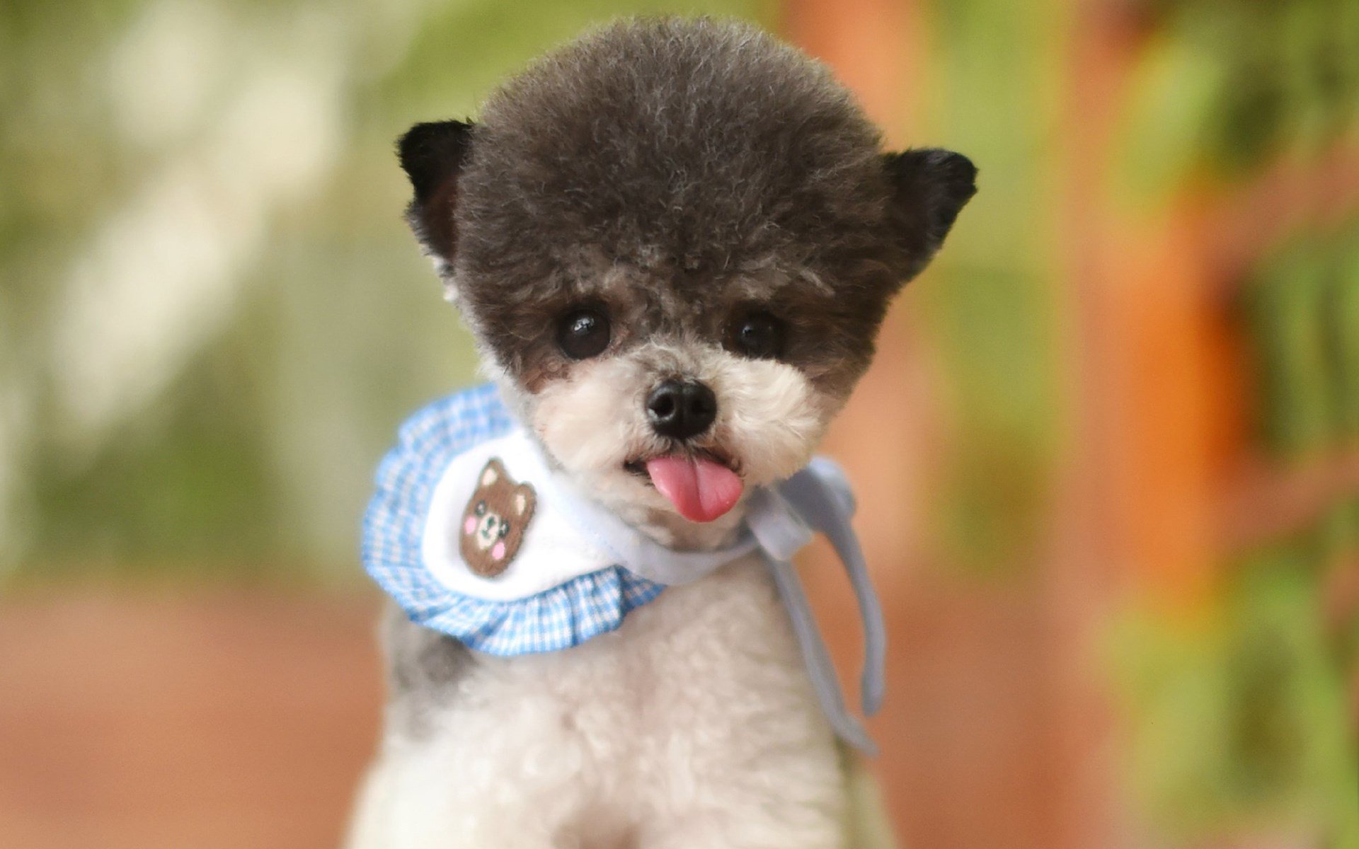 汪星人,萌宠小狗狗