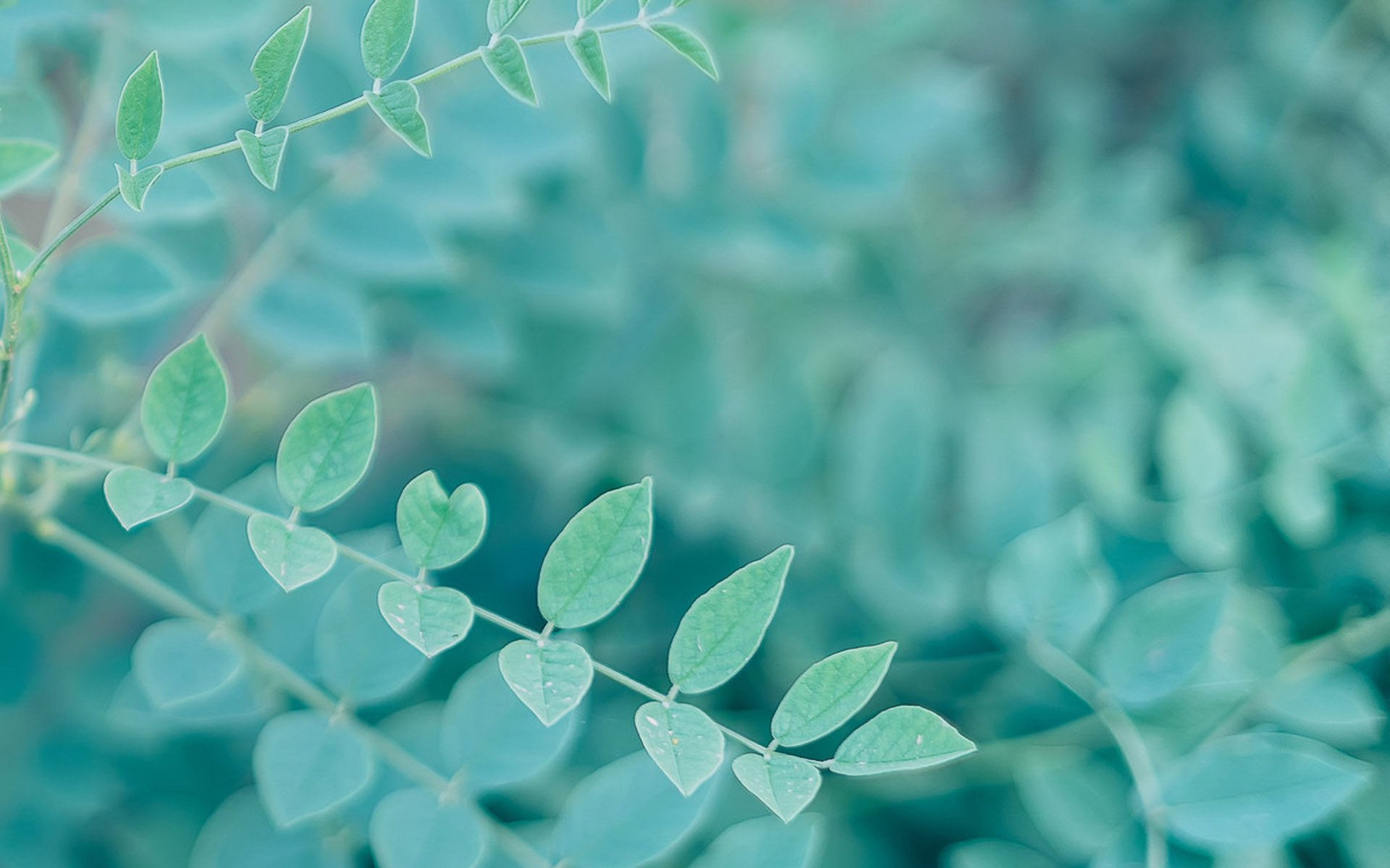 护眼壁纸,植物,绿色树叶