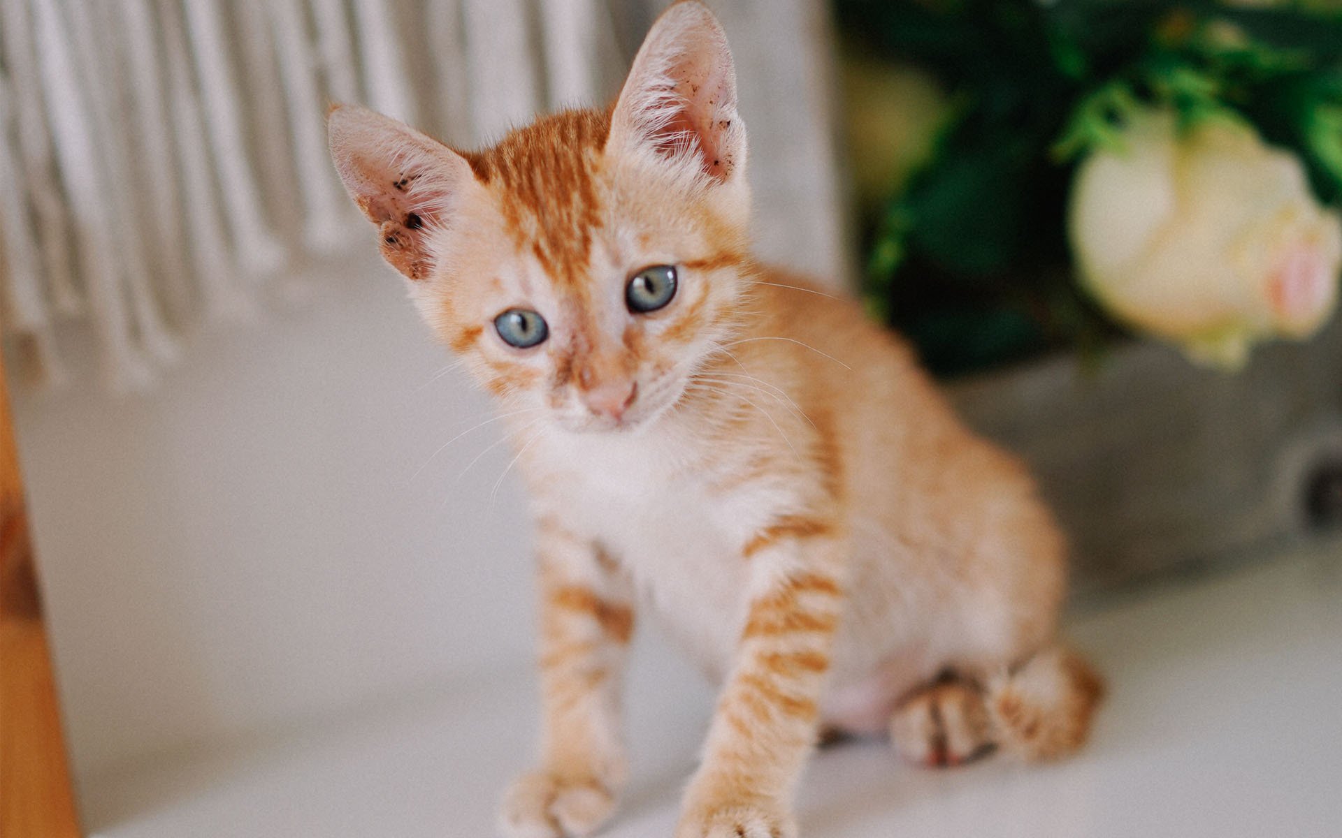 喵星人,可爱软萌小猫咪