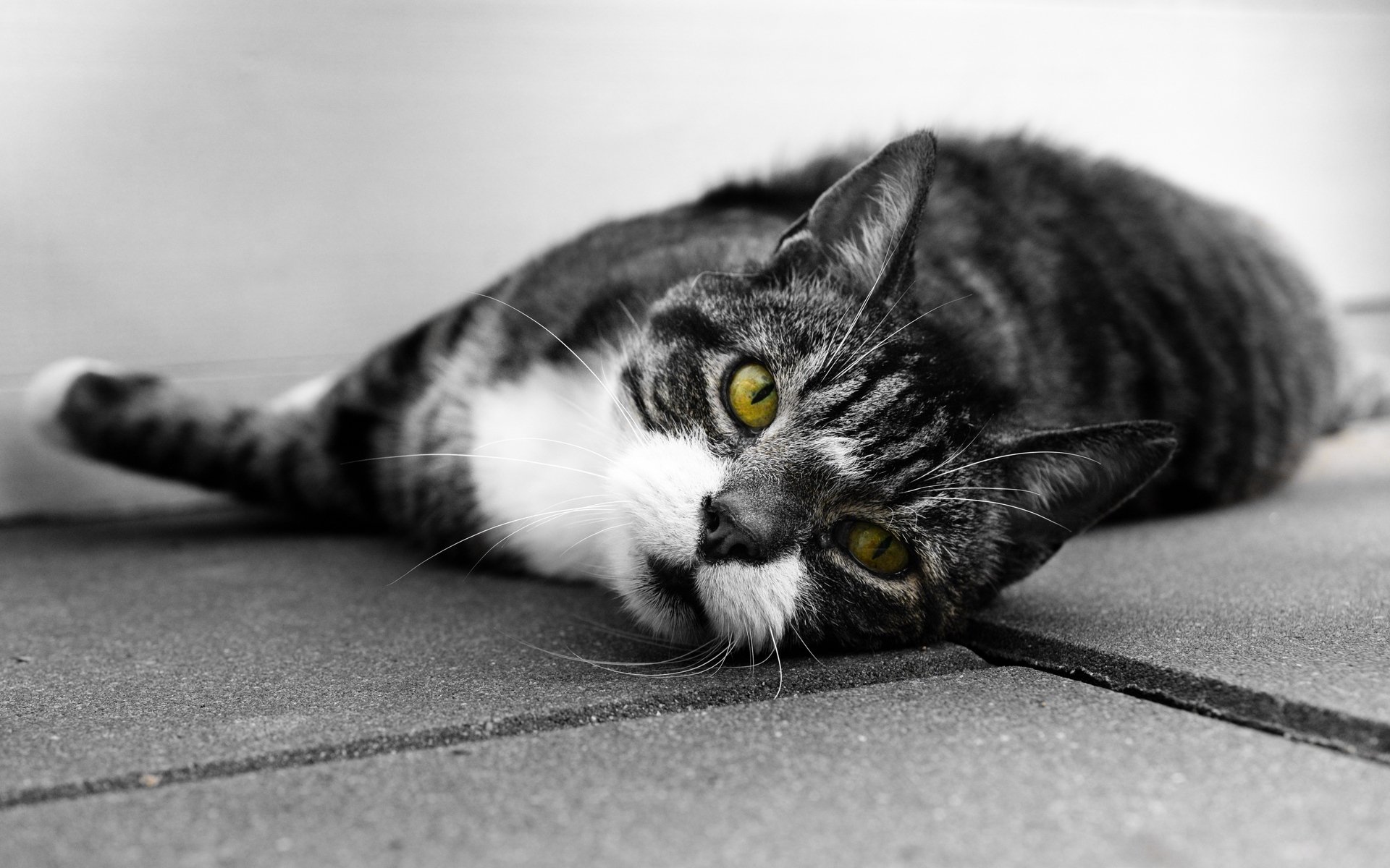 喵星人,可爱软萌小猫咪