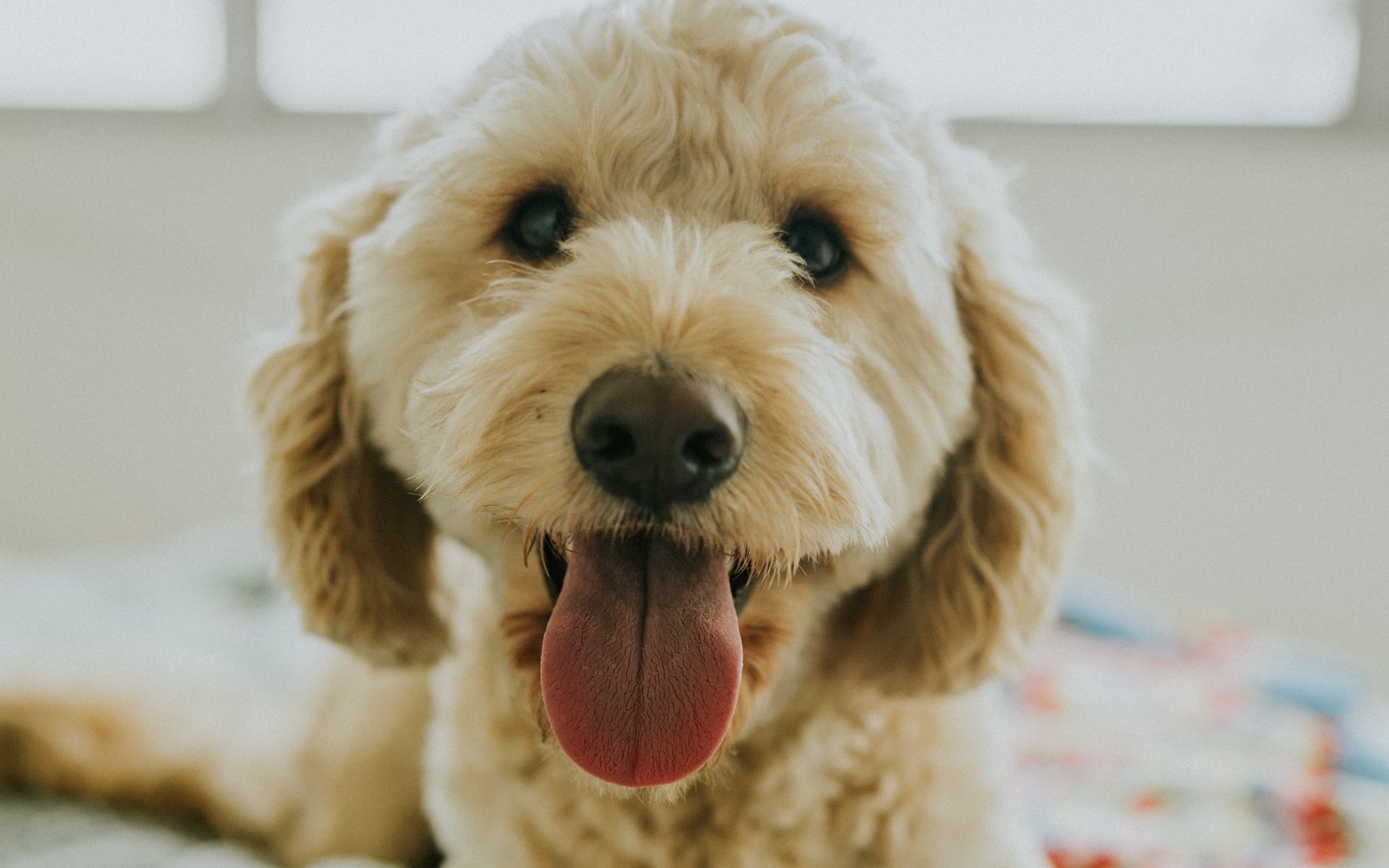 汪星人,可爱萌宠小狗