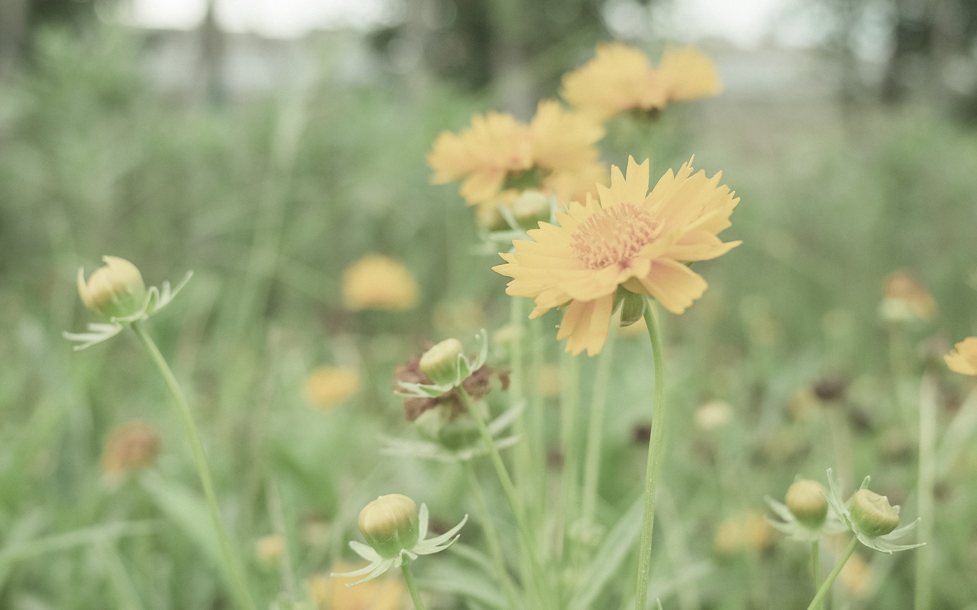 舒缓压力,日系小清新养眼植物