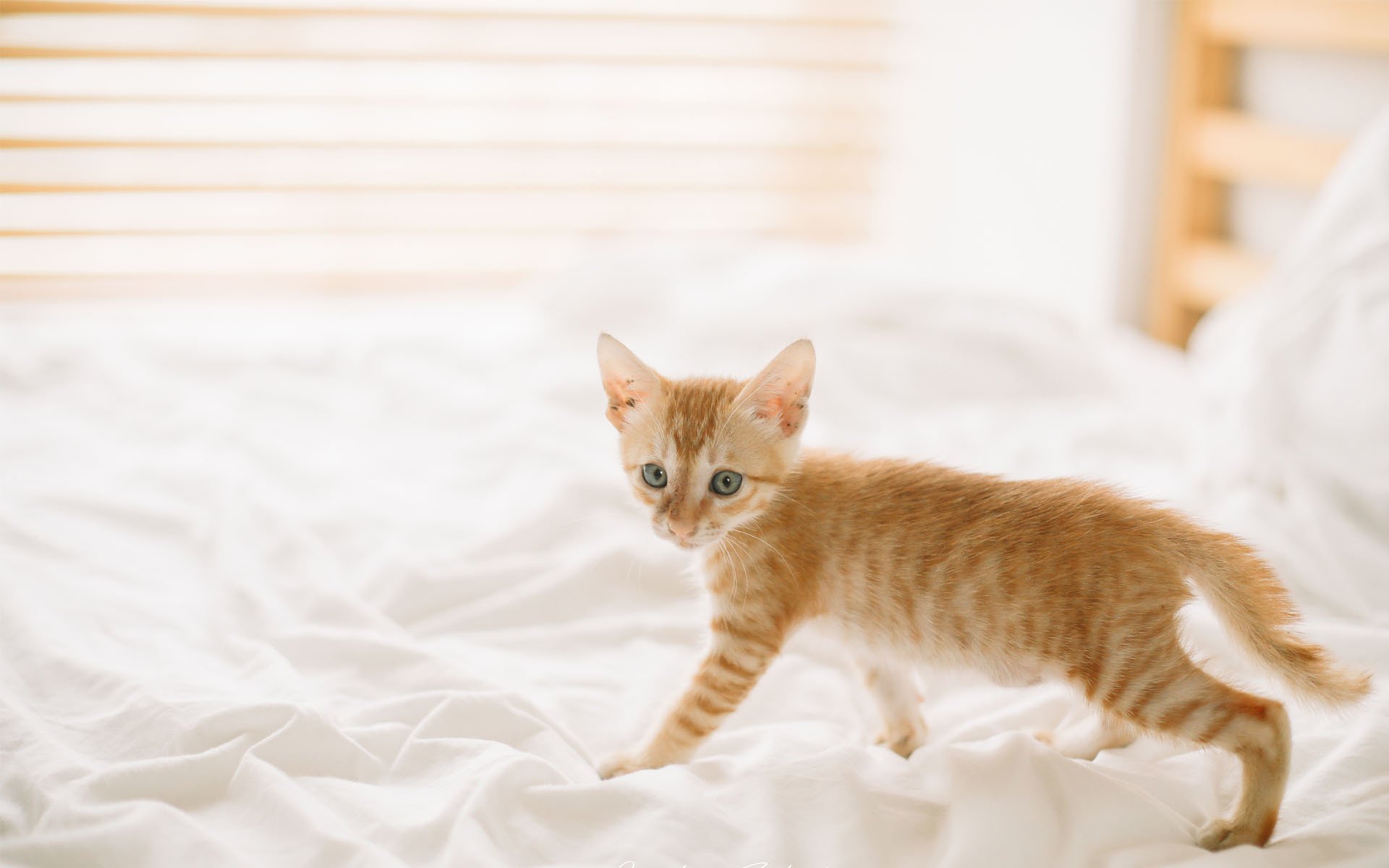 喵星人,可爱软萌小猫咪