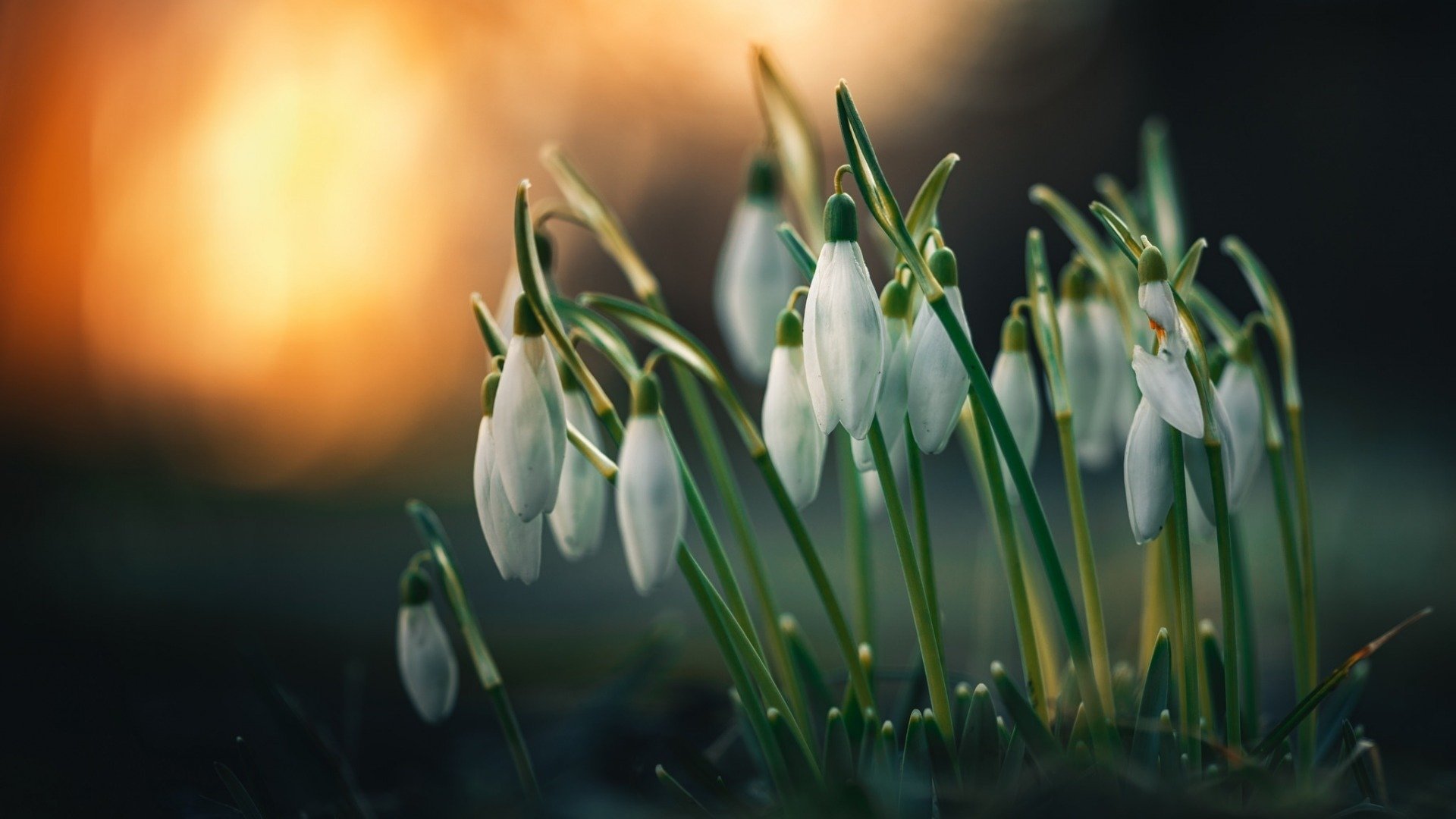 舒缓压力,清新雪滴花唯美