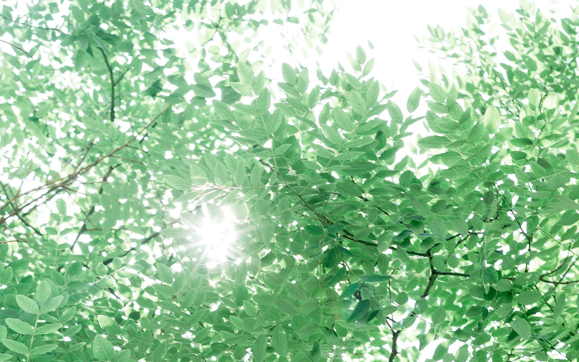 护眼壁纸,植物,绿色树叶