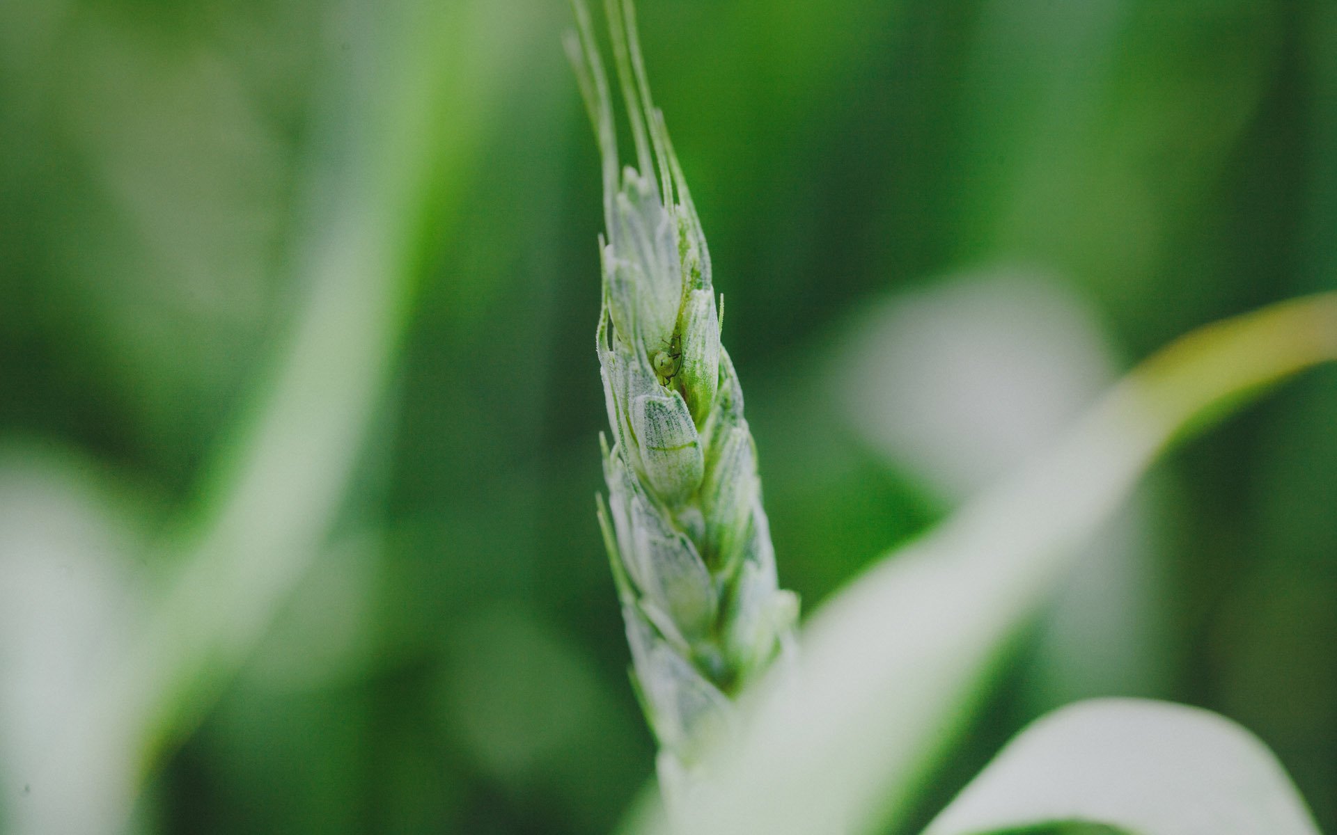 护眼壁纸,绿色,护眼,小麦