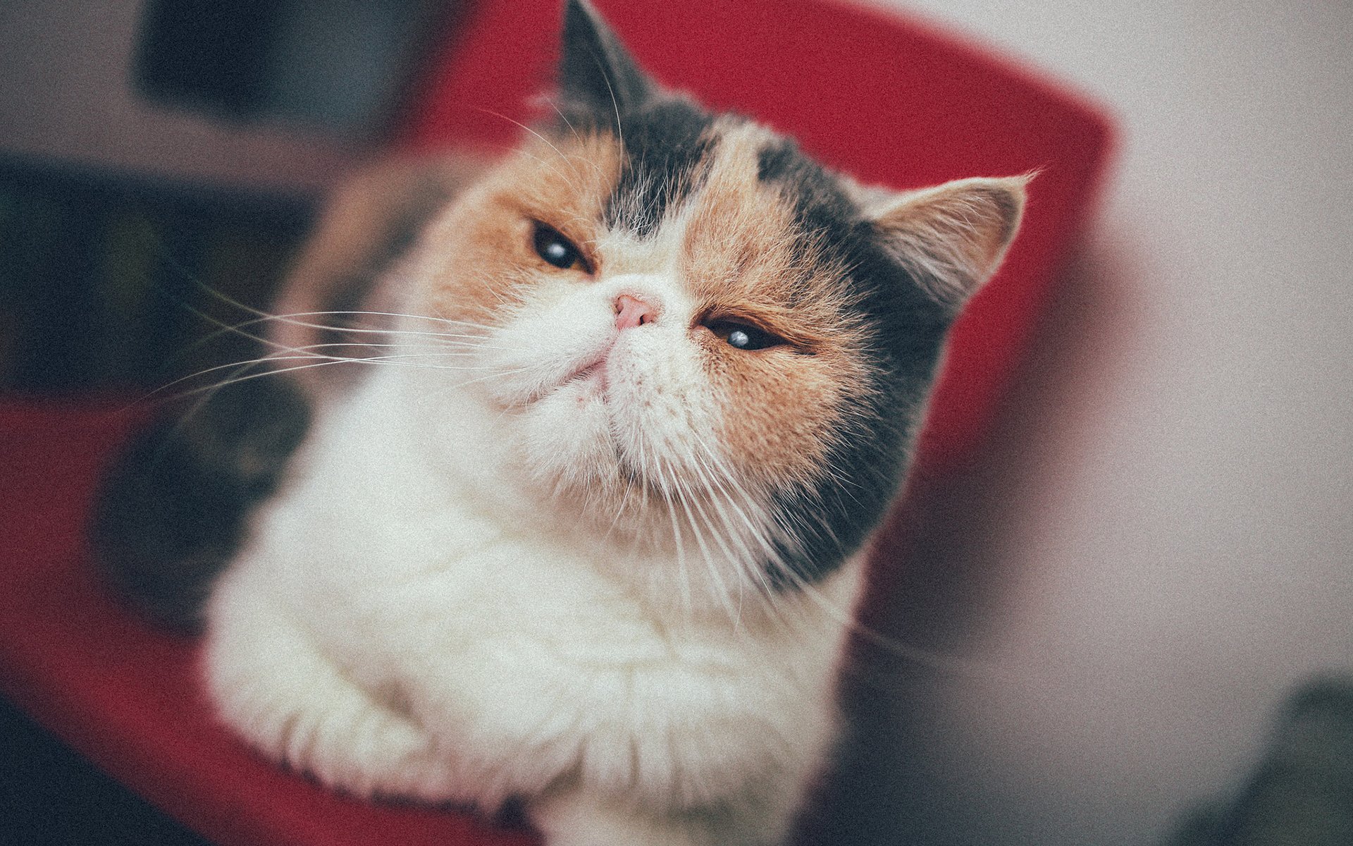 喵星人,萌宠小喵咪