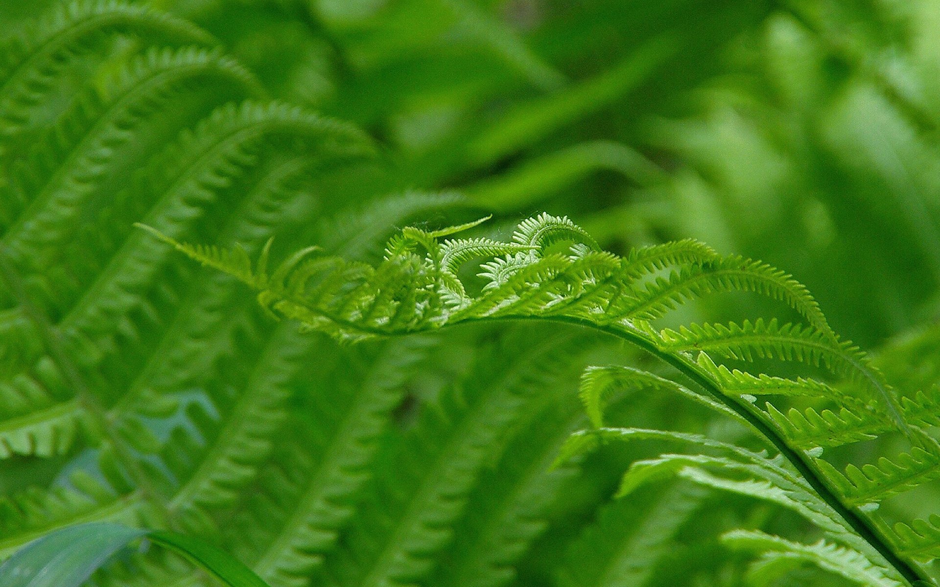 护眼壁纸,绿色,厥叶,护眼,高清,植物