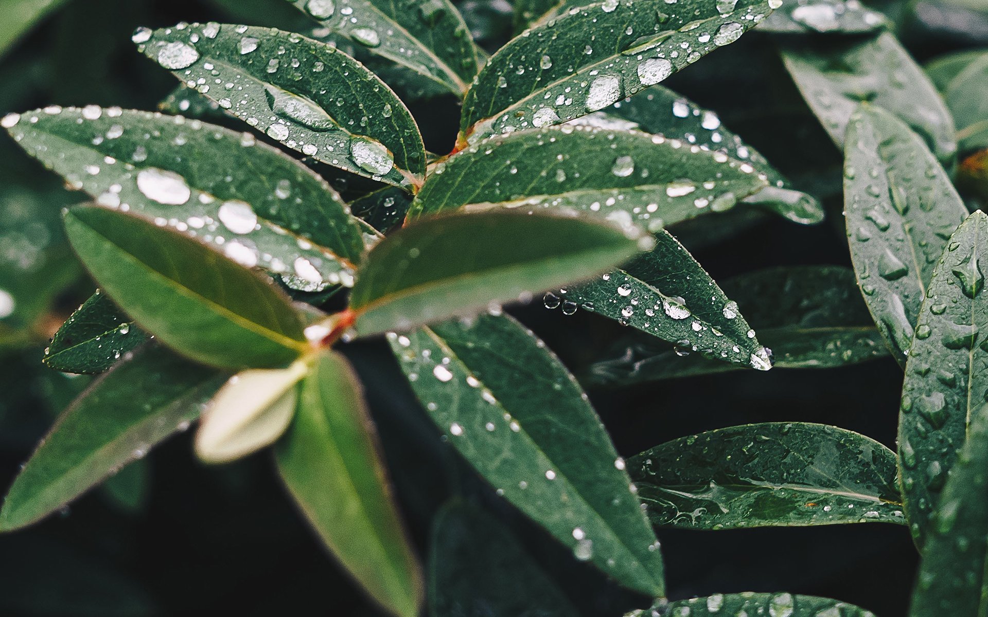 护眼壁纸,绿色,护眼,树叶