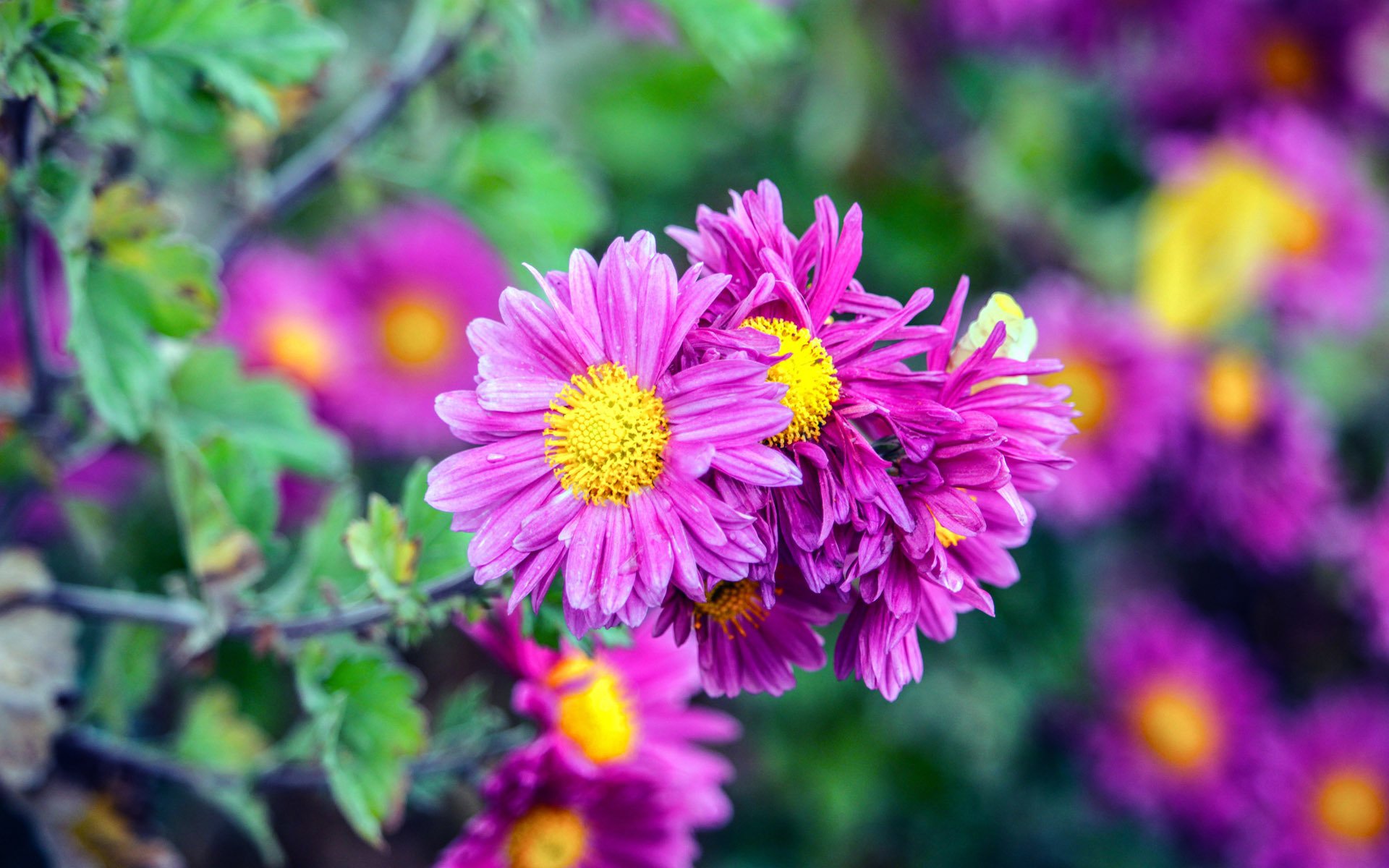 舒缓压力,娇艳花朵,植物