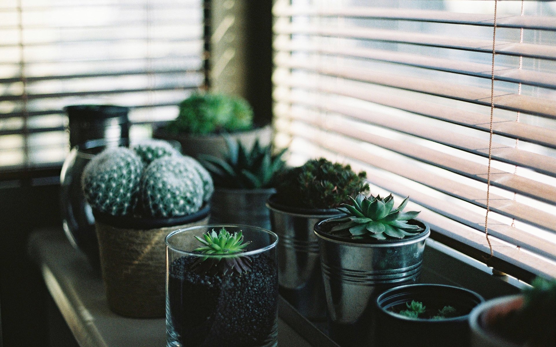 静物写真,仙人掌,桌面,简洁