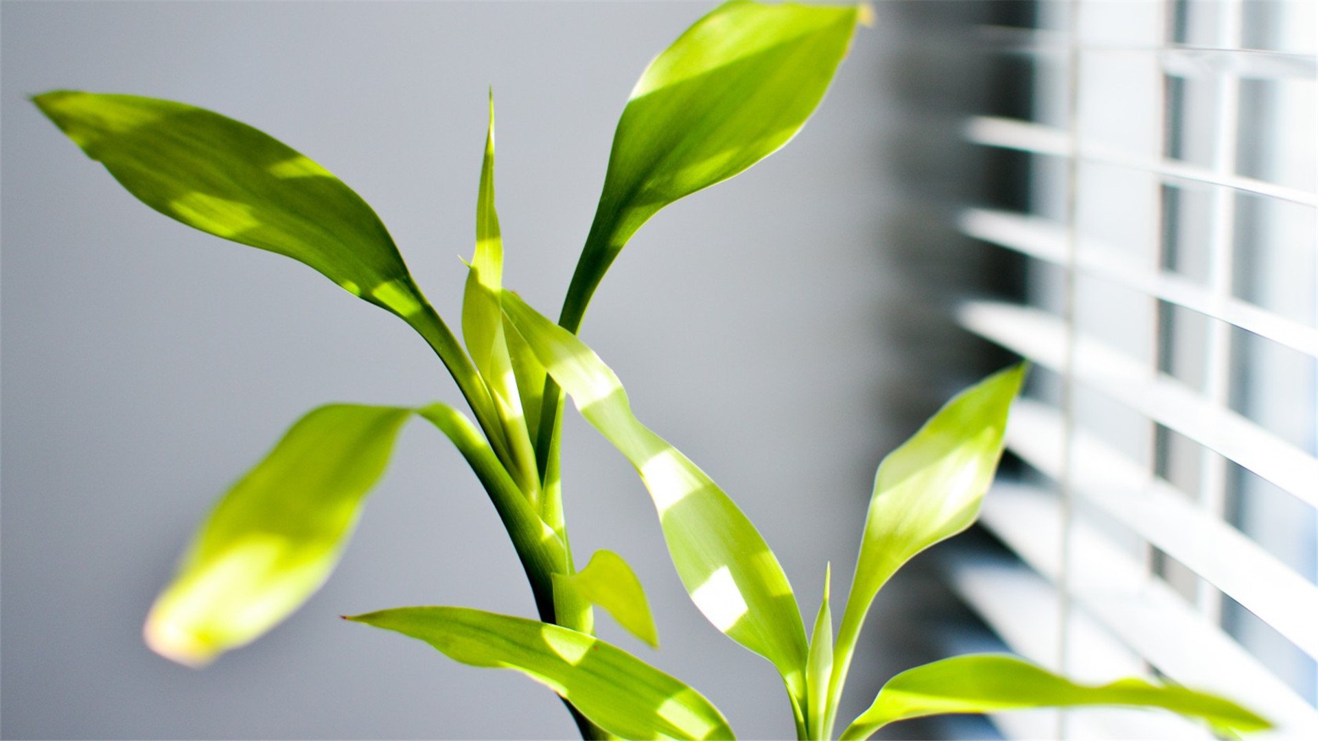 静物写真,安静的富贵竹,植物