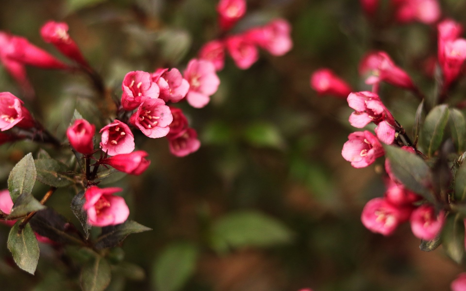 护眼壁纸,清新,唯美,花卉