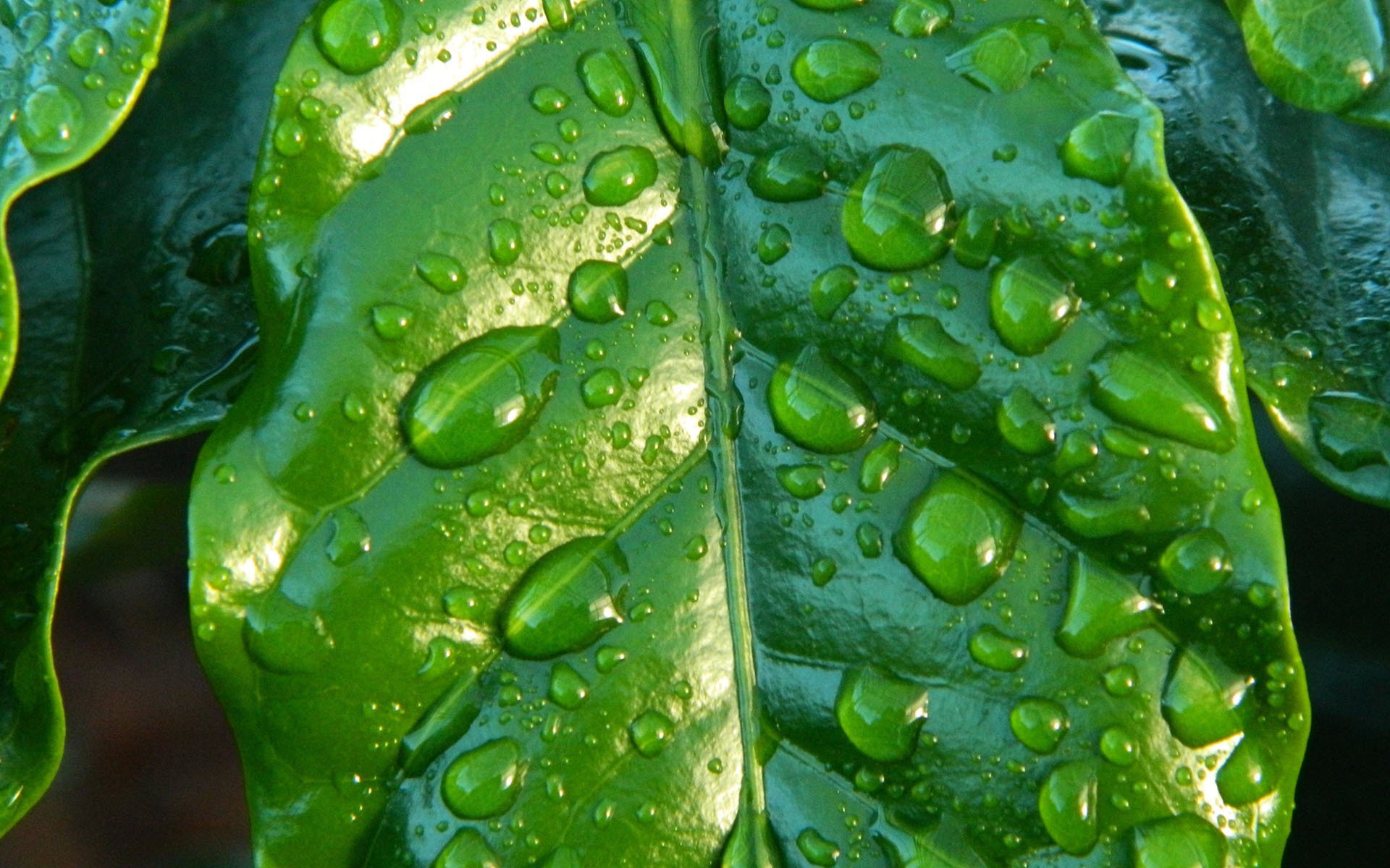 护眼壁纸,绿色,护眼,树叶,露珠