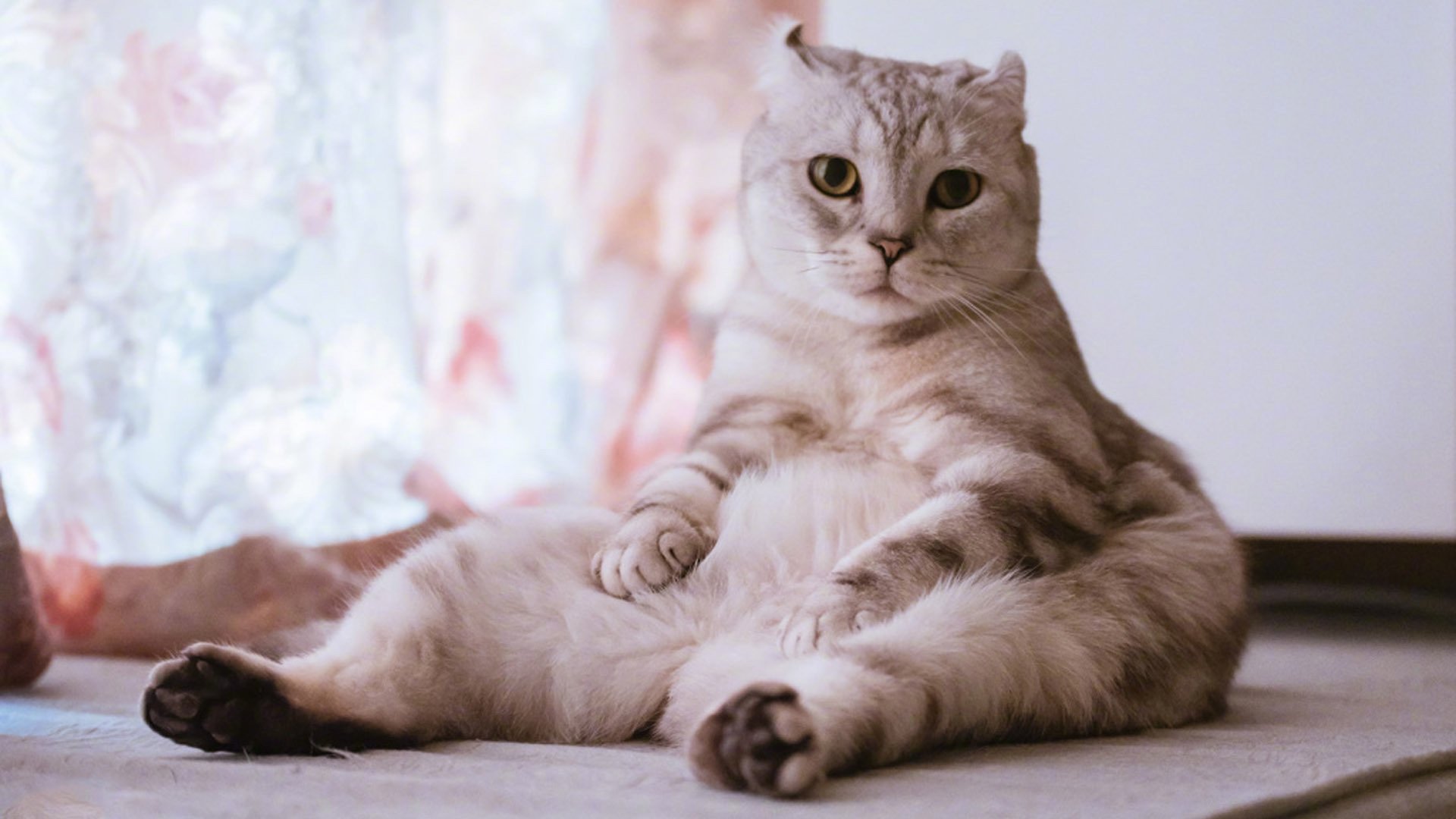 喵星人,可爱白色小奶猫