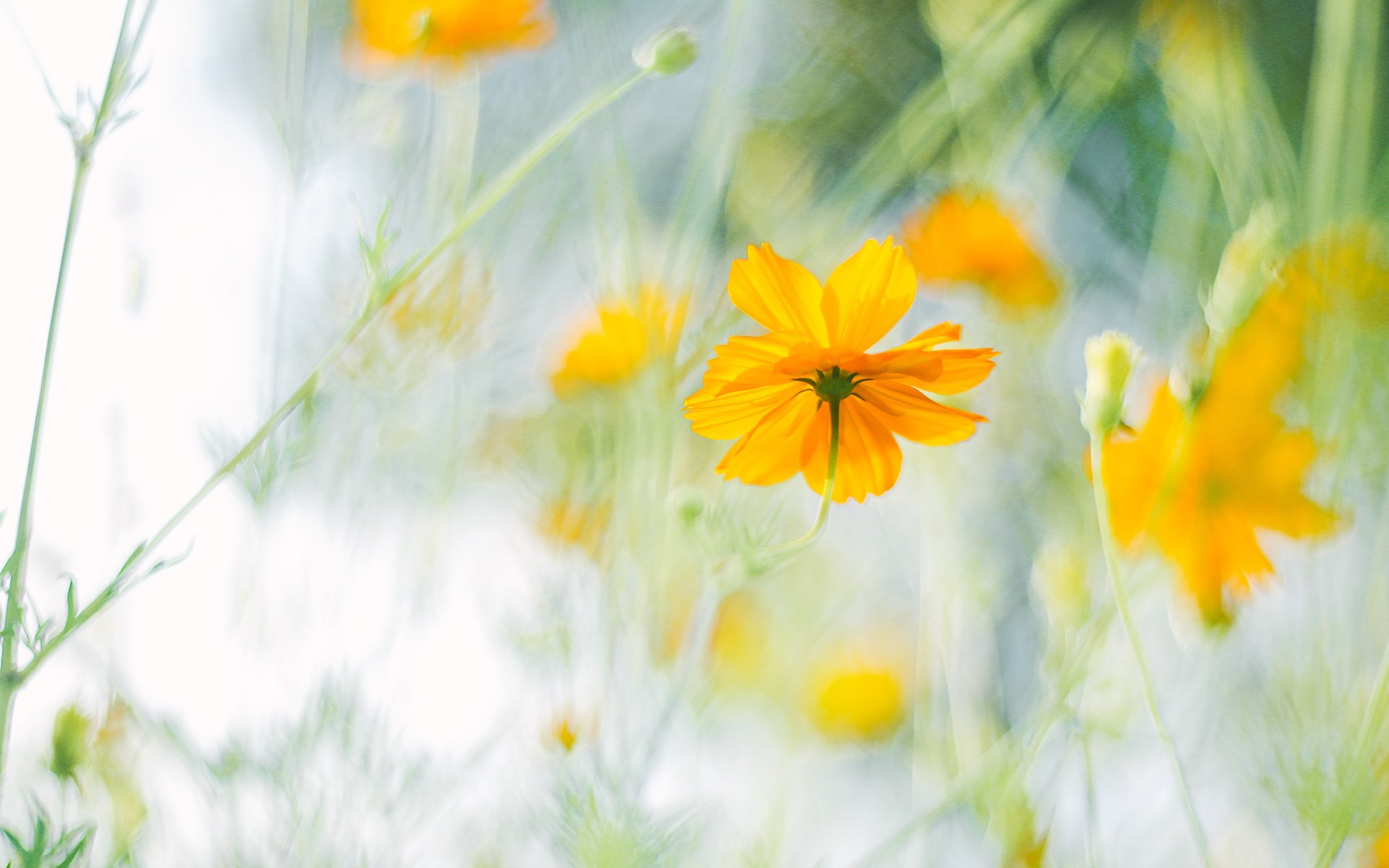 舒缓压力,唯美秋菊