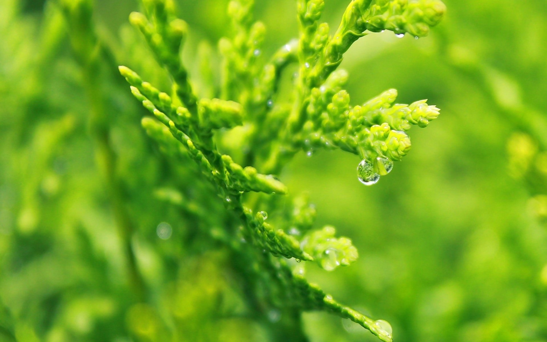 护眼壁纸,绿色,护眼,树叶