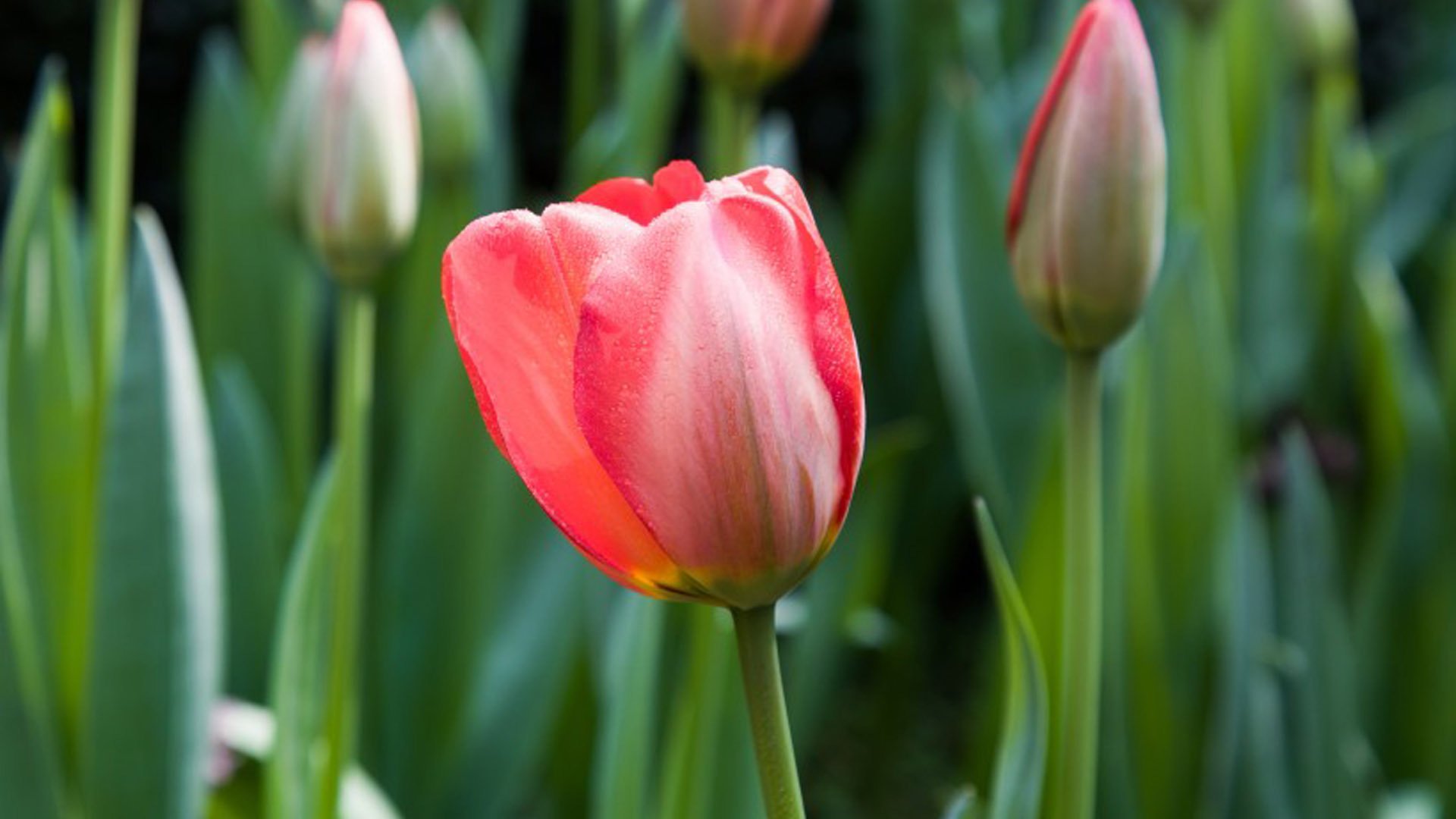 舒缓压力,娇艳的郁金香