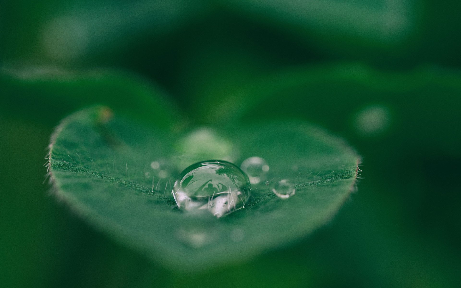 护眼壁纸,绿色,护眼,树叶