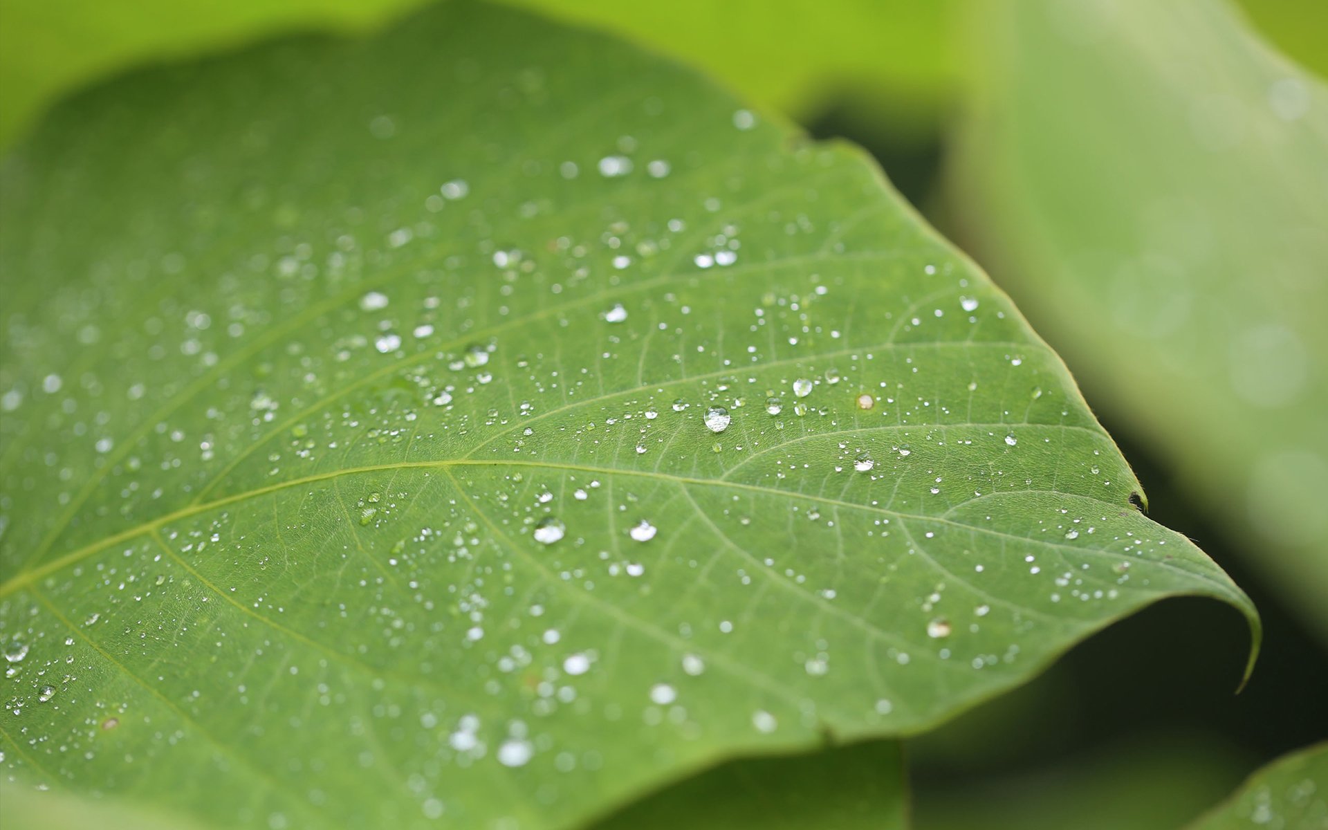 护眼壁纸,绿色,护眼,树叶