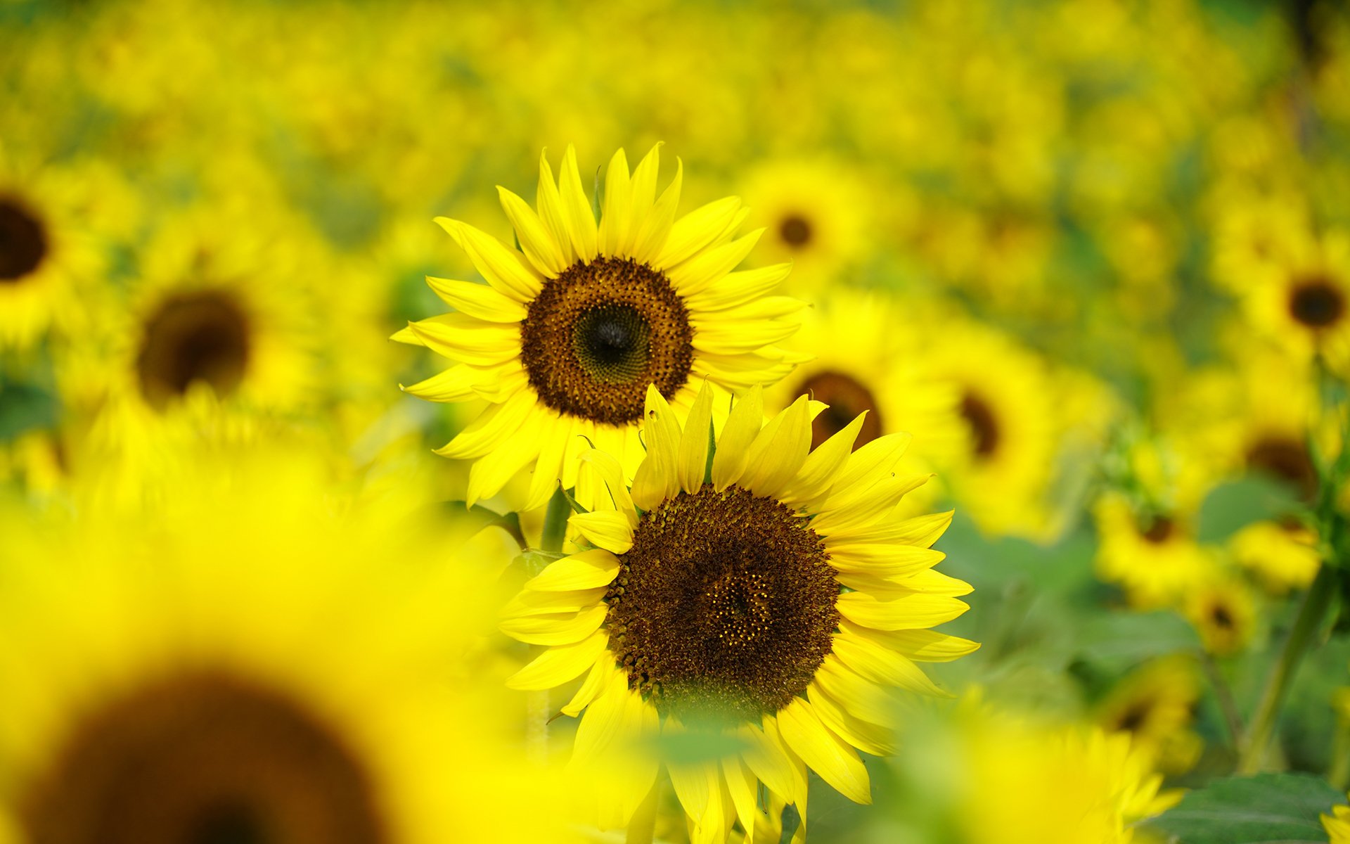 舒缓压力,娇艳的向日葵